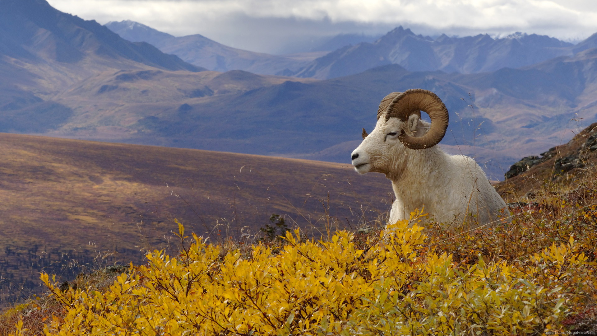 Animal Goat Landscape Mountain 1920x1080