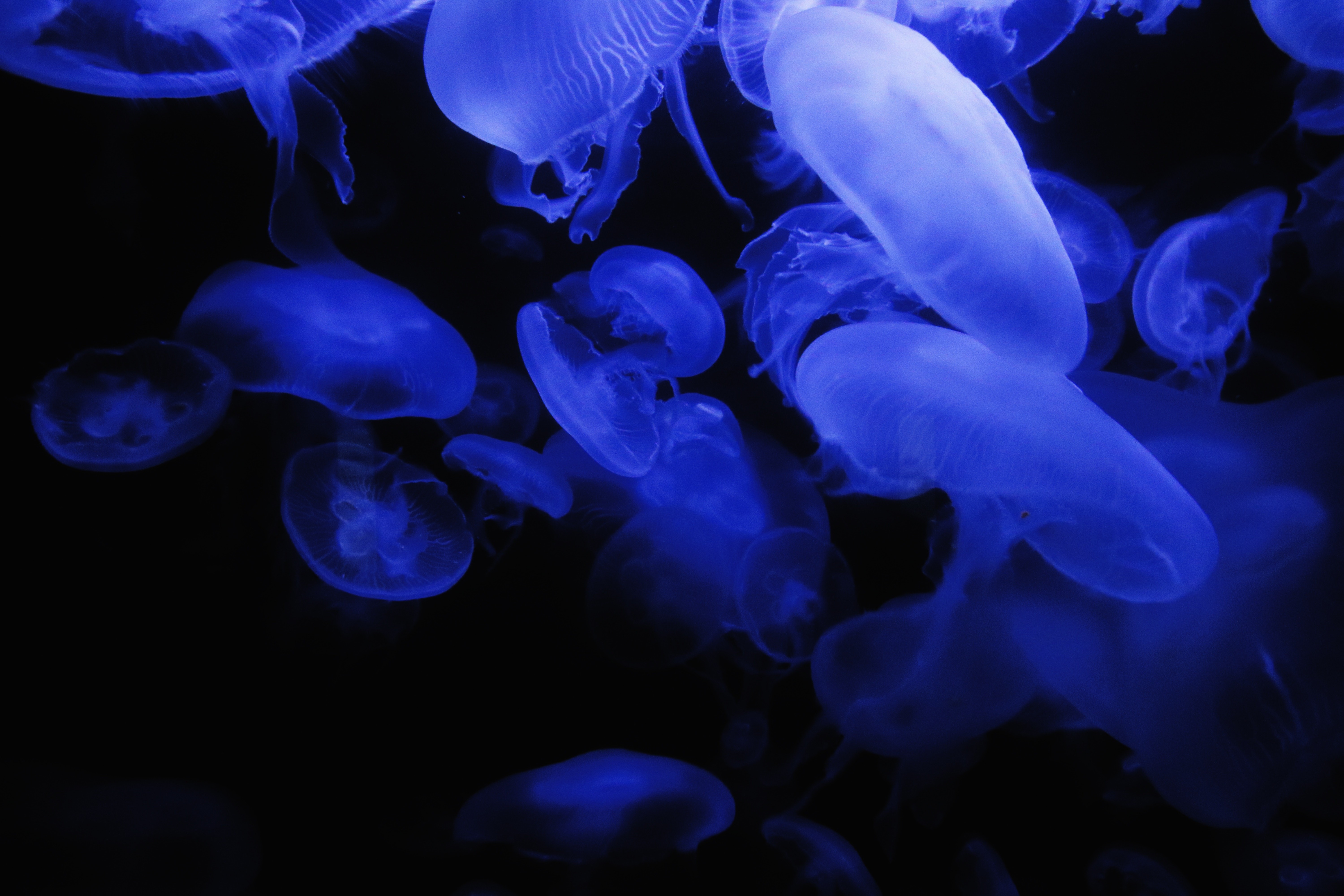 Jellyfish Sea Life 6000x4000