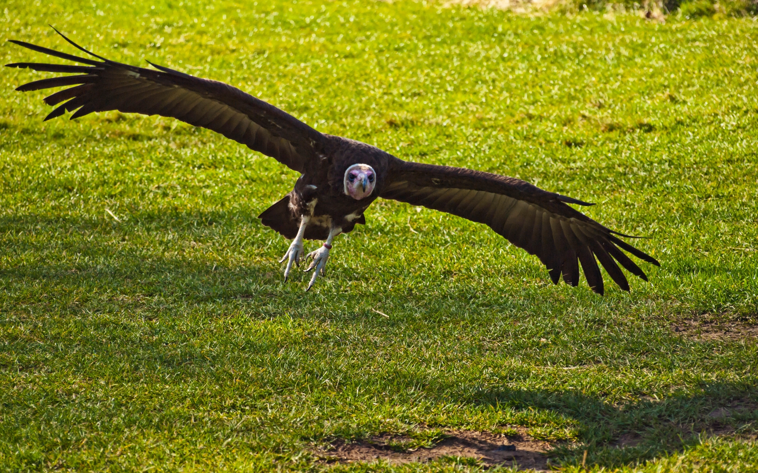 Animal Vulture 2560x1600