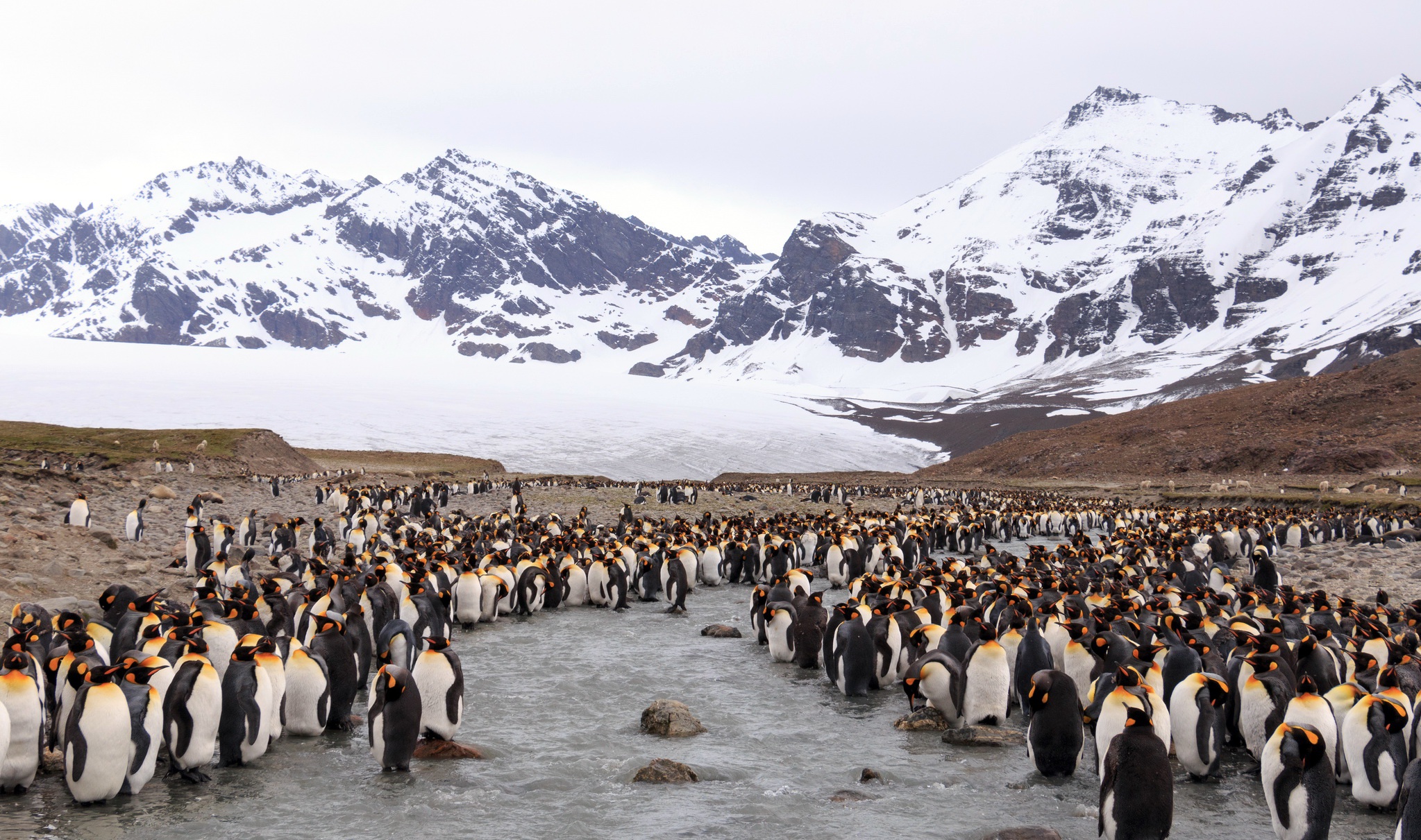 King Penguin Mountain Penguin Wildlife 2047x1211