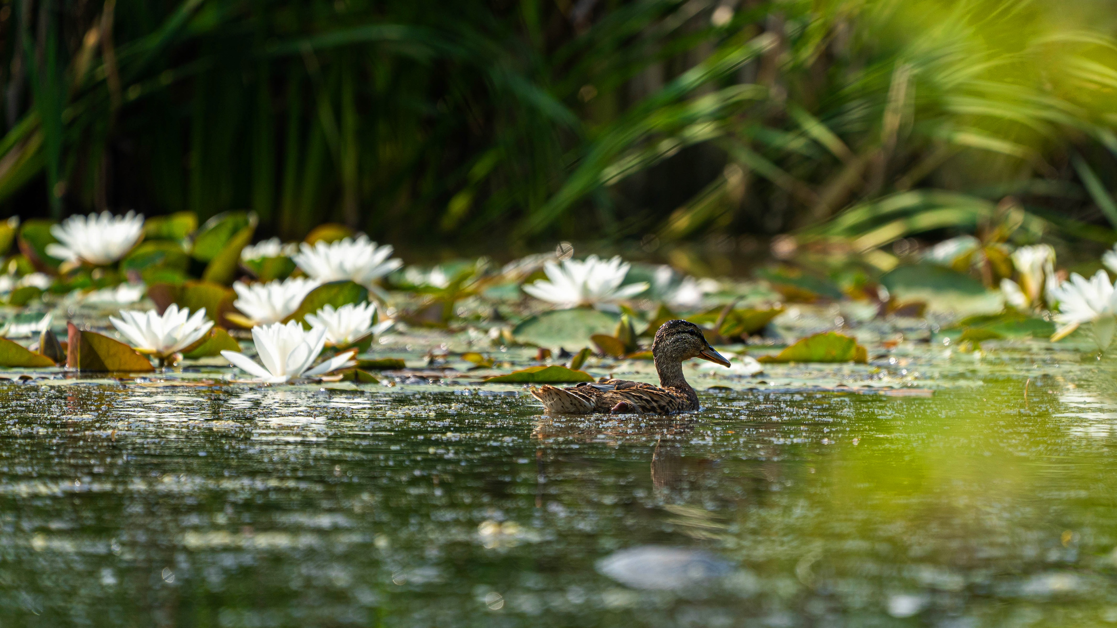 Bird Duck Pond Water Water Lily White Flower Wildlife 3840x2160