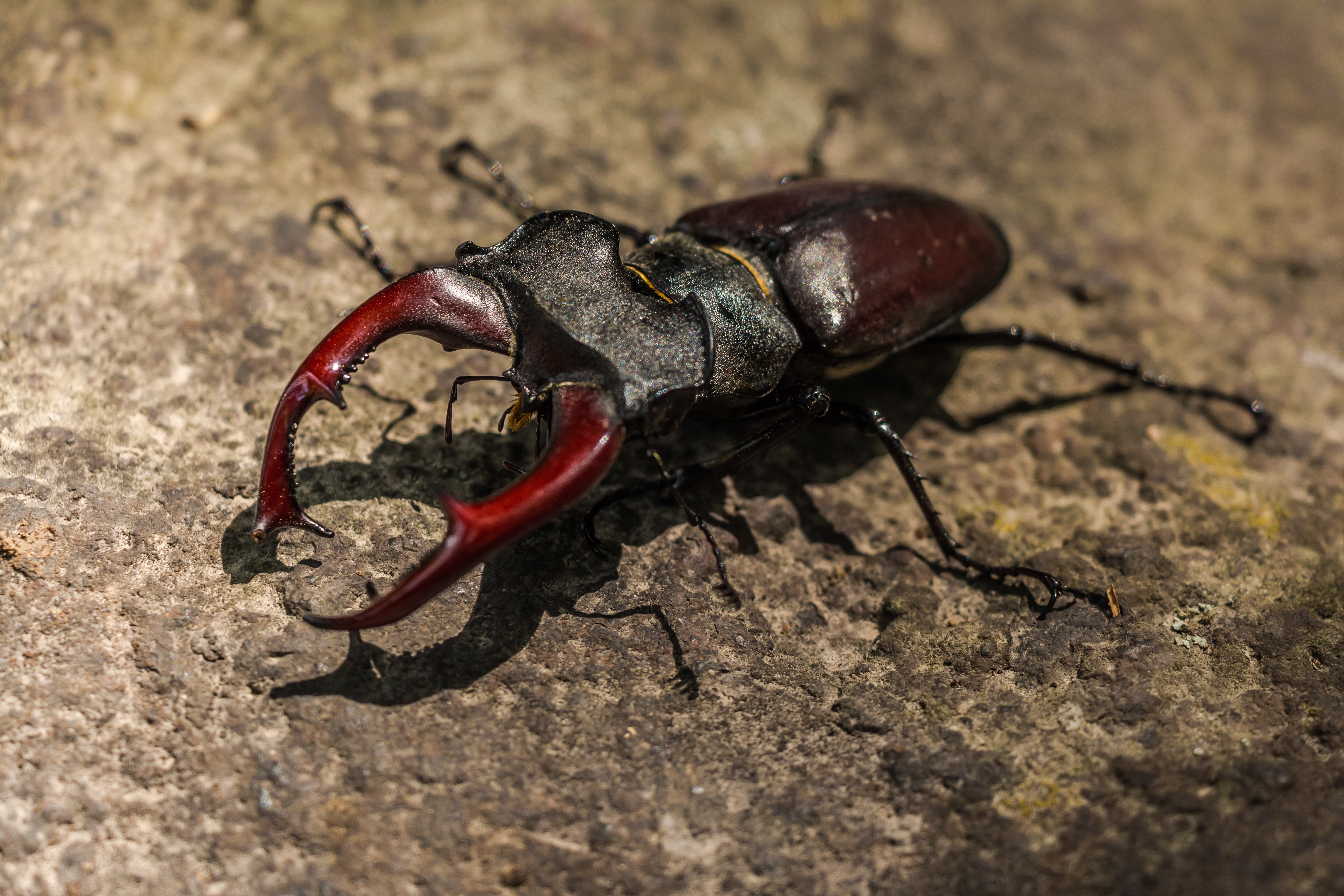 Beetle Closeup Stone Animals Insect 6144x4096