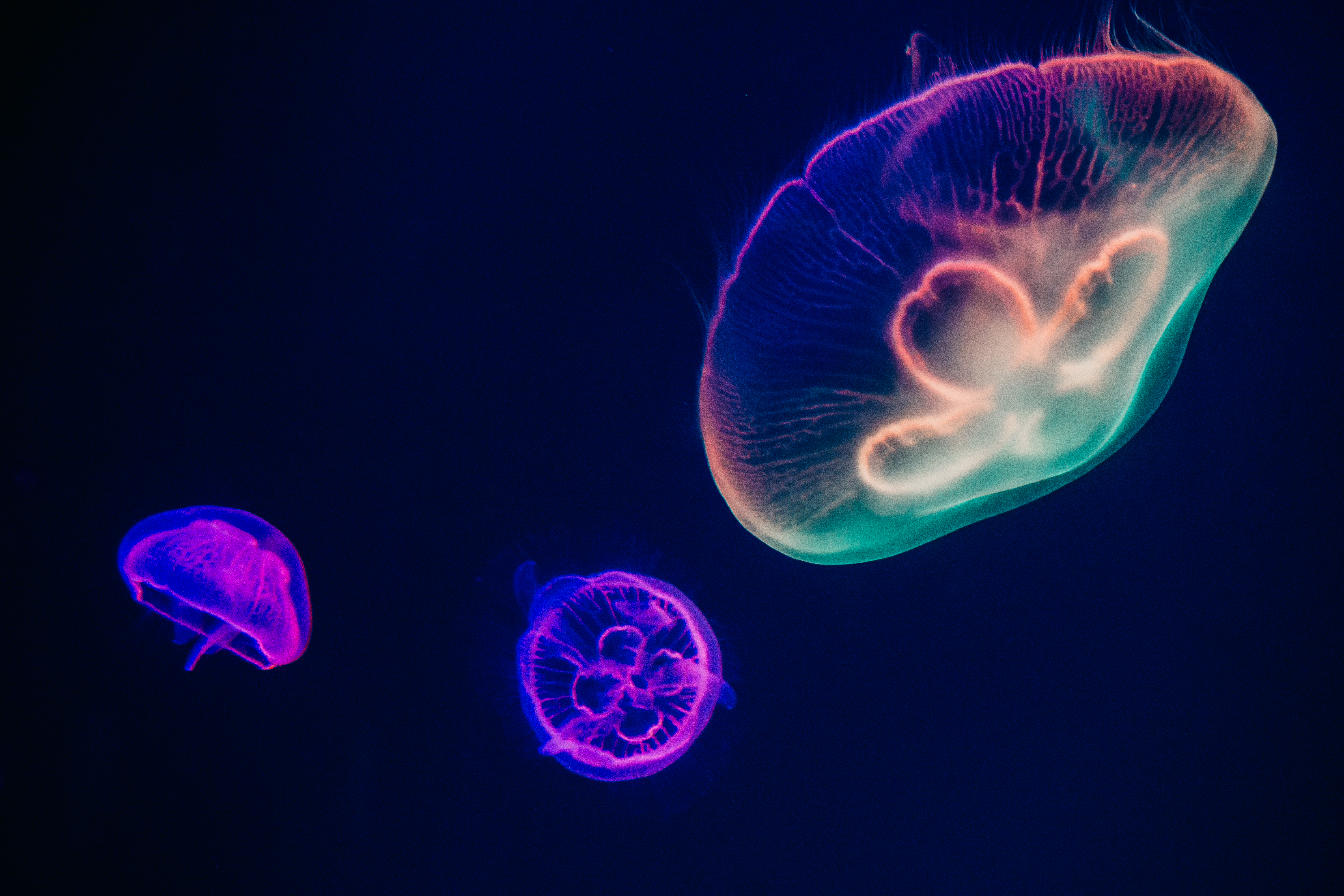 Jellyfish Sea Life Underwater 6000x4000