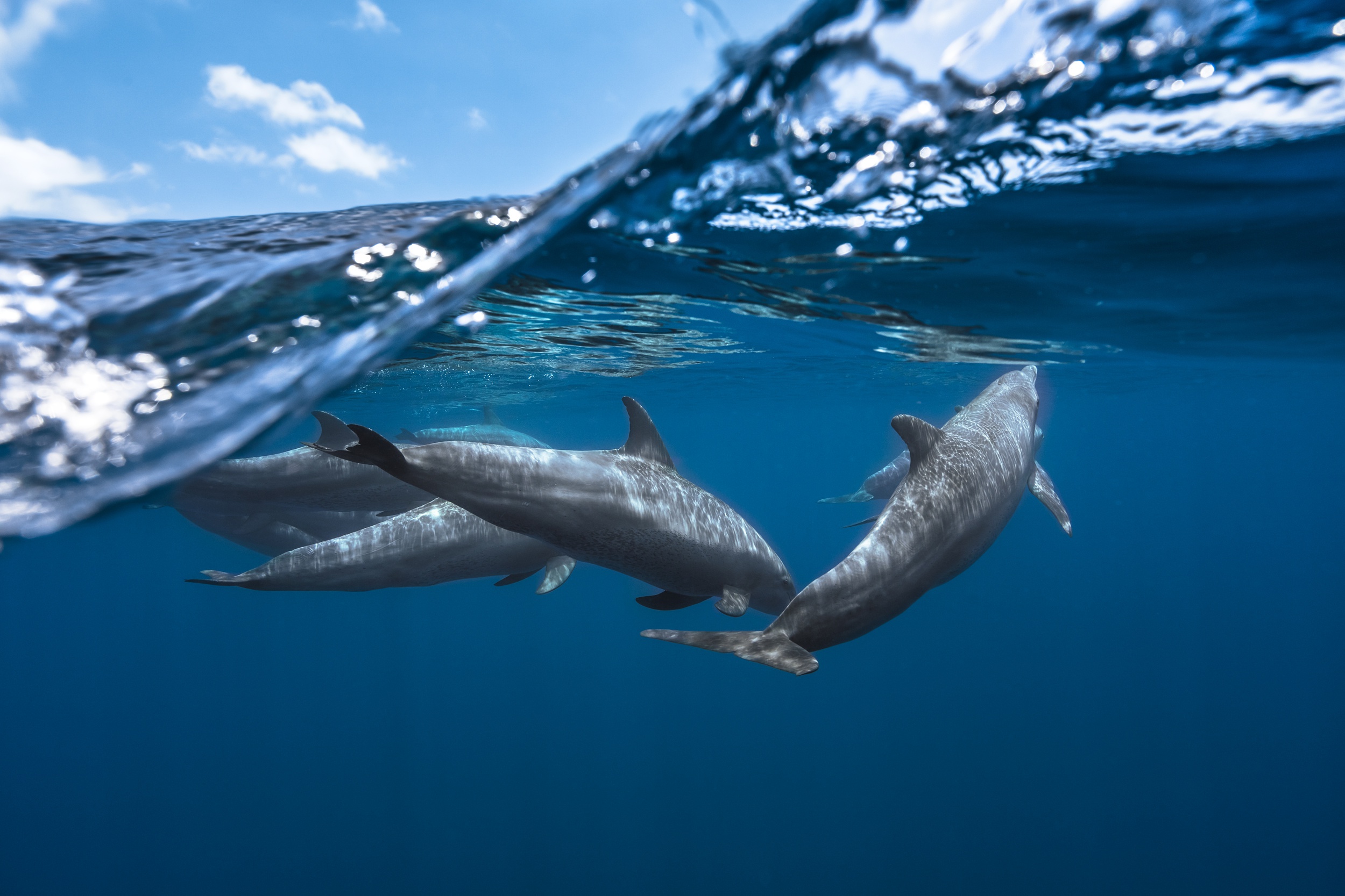 Dolphin Sea Life Underwater 2500x1667
