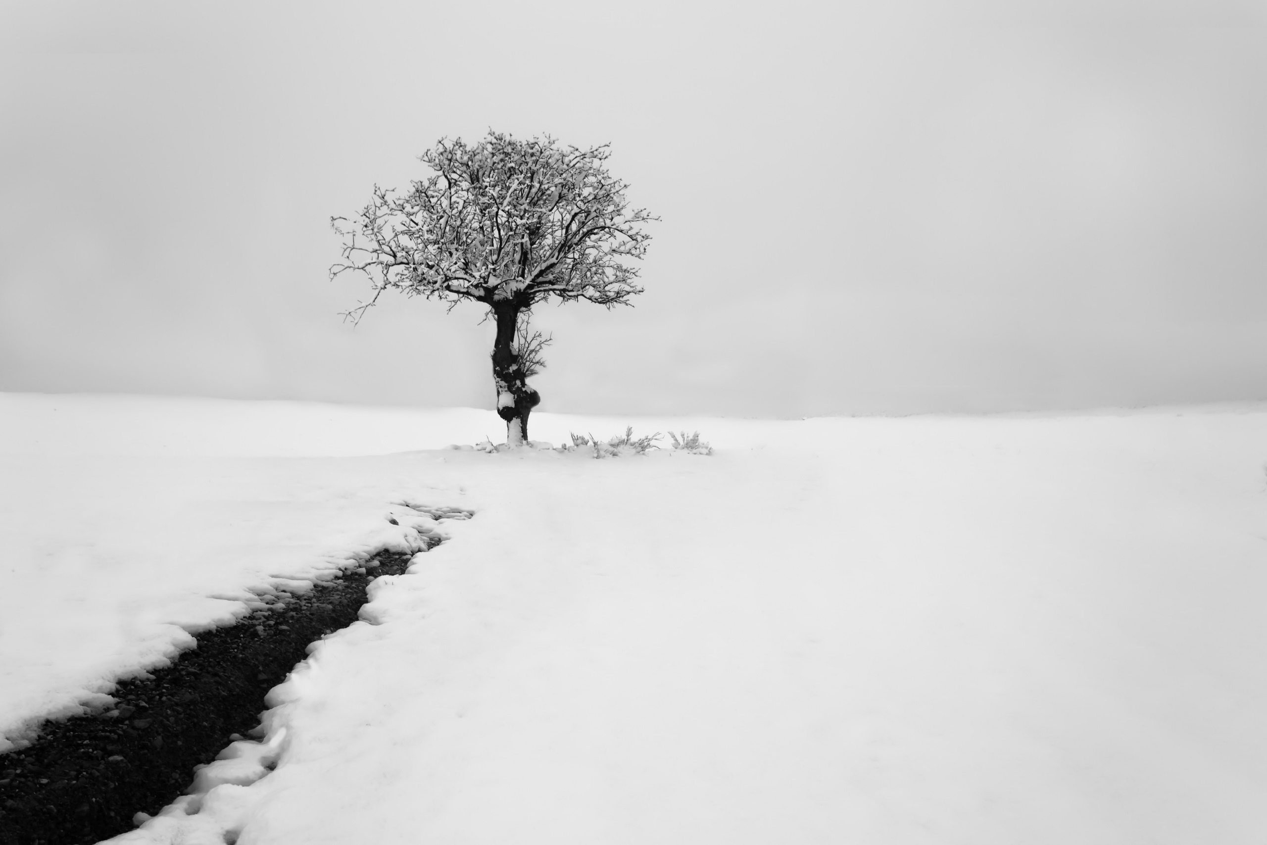 Lonely Tree Nature Snow Stream Tree White Winter 2560x1707