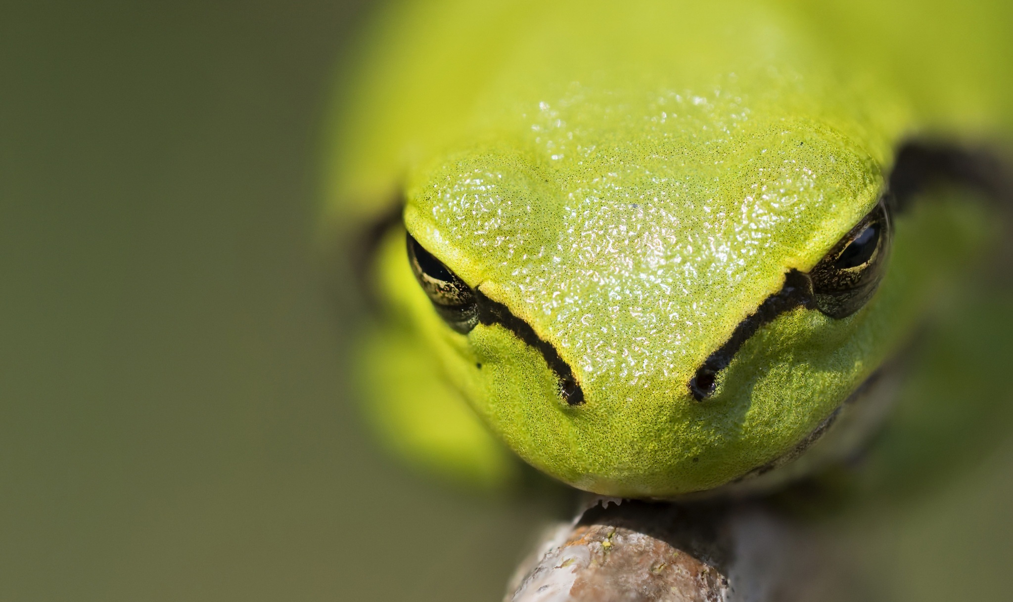 Amphibian Blur Frog Macro Tree Frog Wildlife 2048x1218