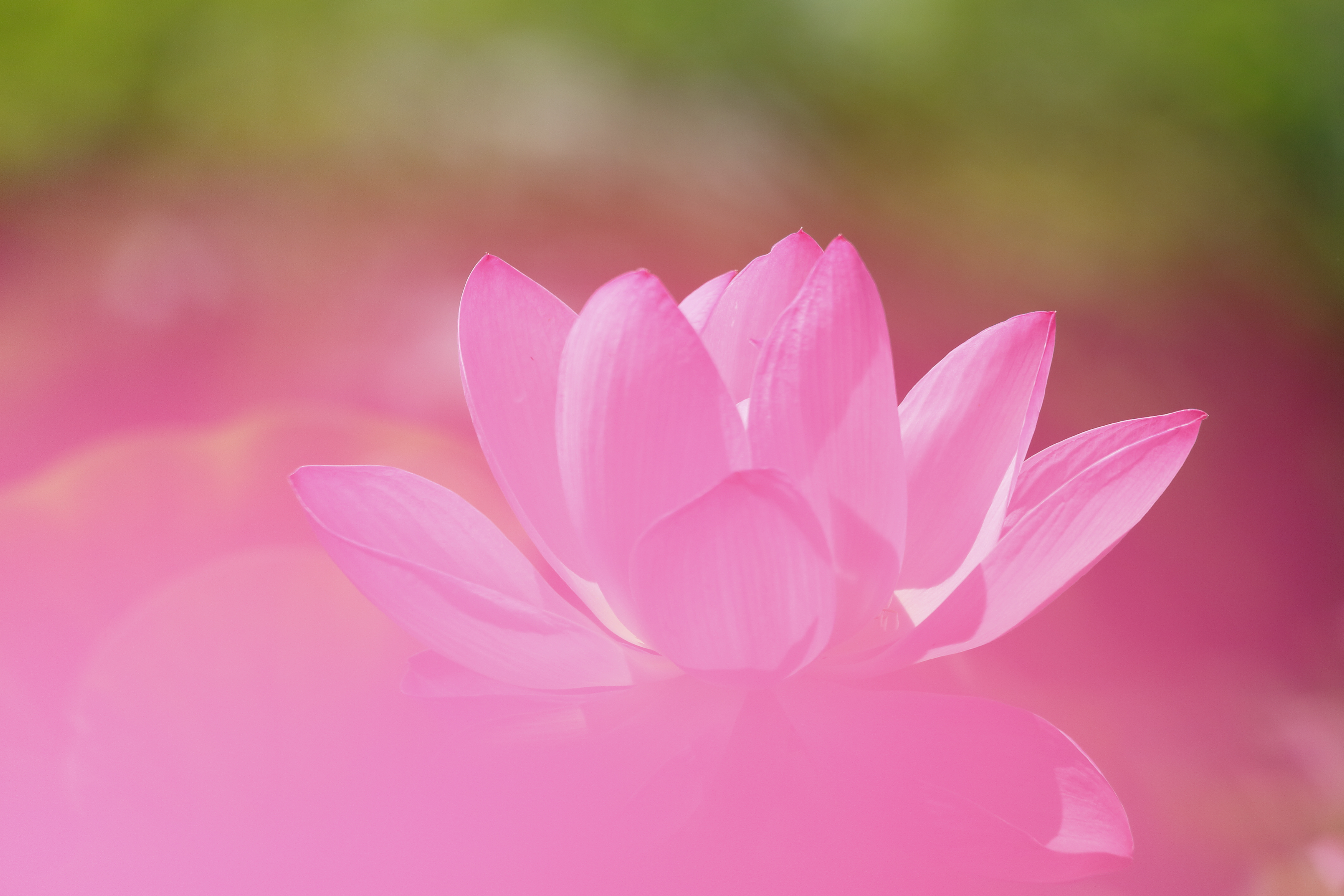 Flower Lotus Macro Pink Flower 4314x2876