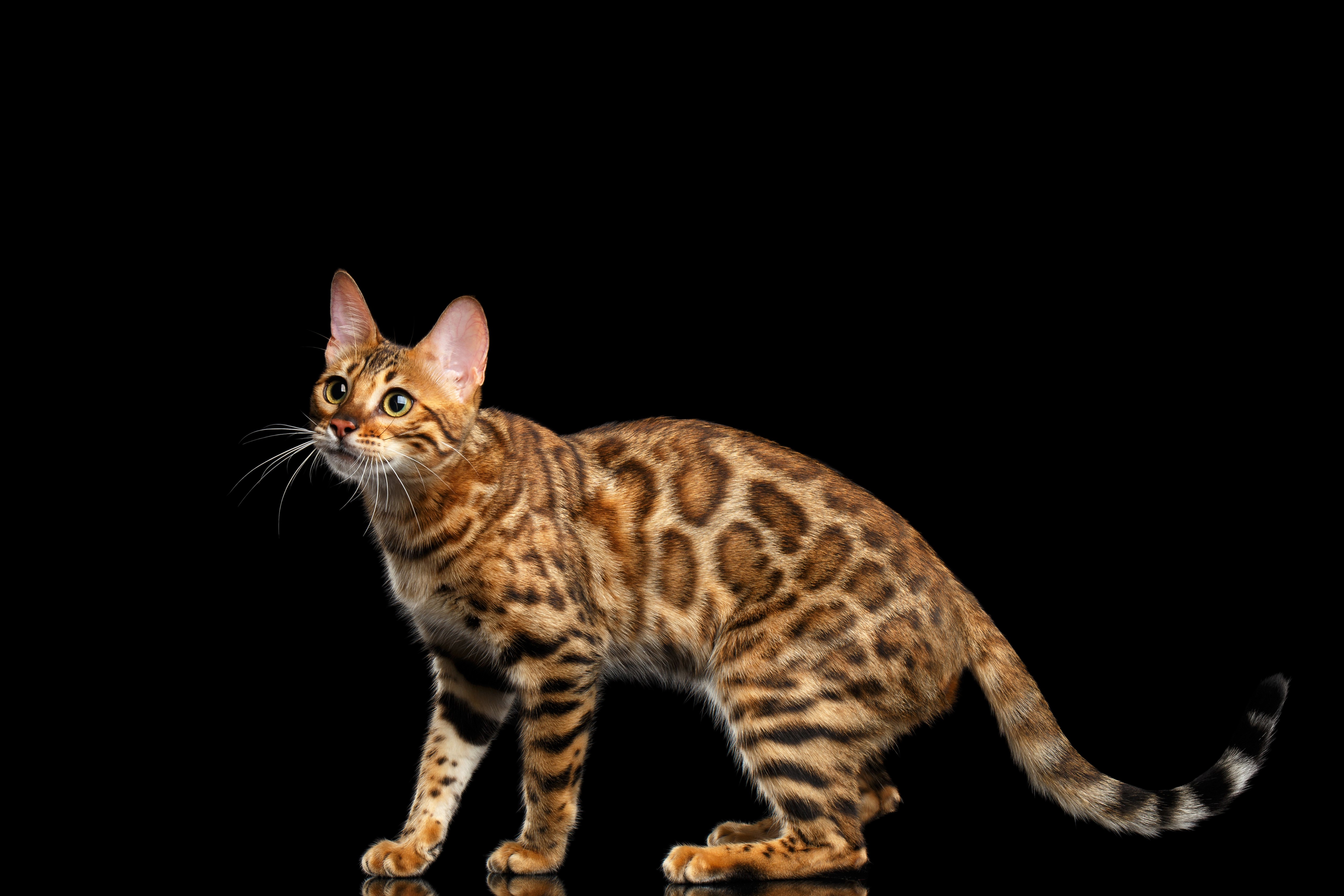 Brown Cat Leopard Cat 5063x3375