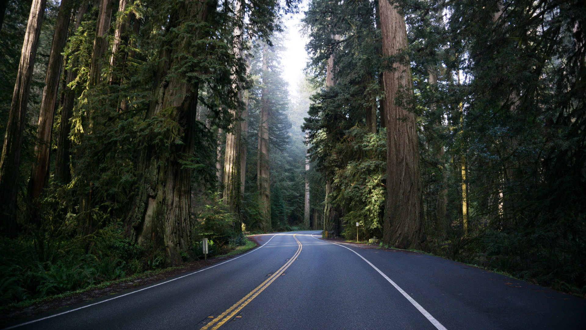 Nature Trees Forest Redwood Road Mist Grass Plants USA California 1920x1080