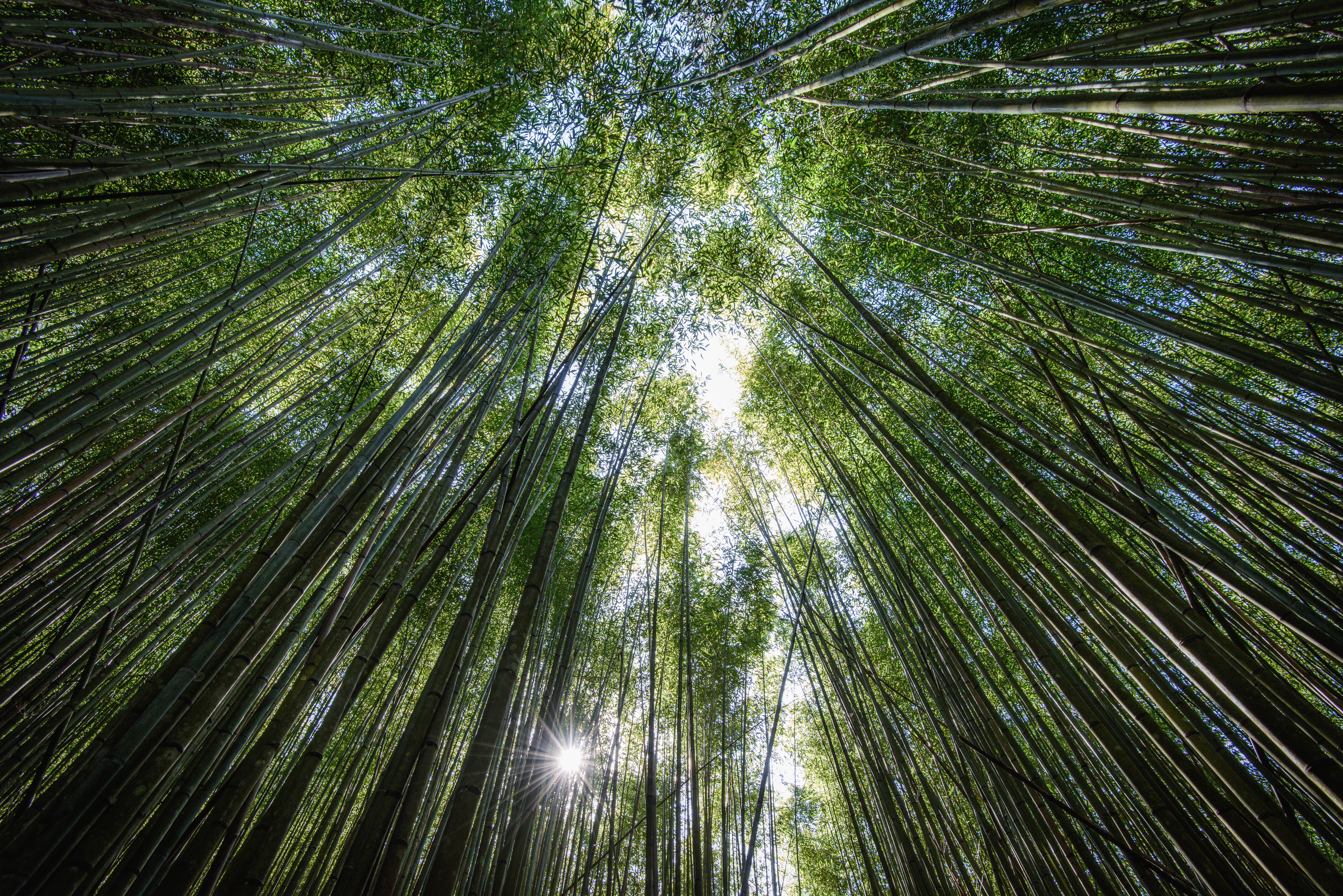 Bamboo Greenery Nature 7360x4912