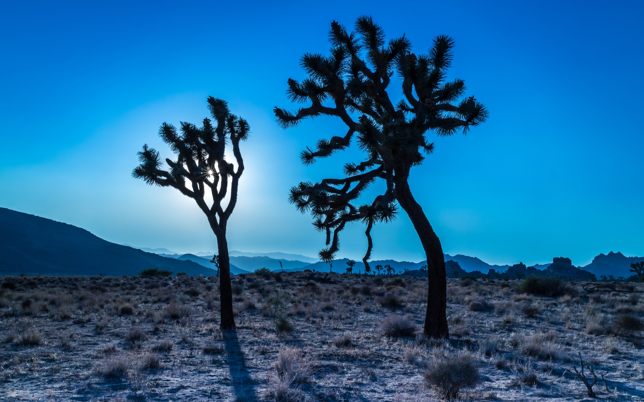 California Desert Tree Usa 2560x1600