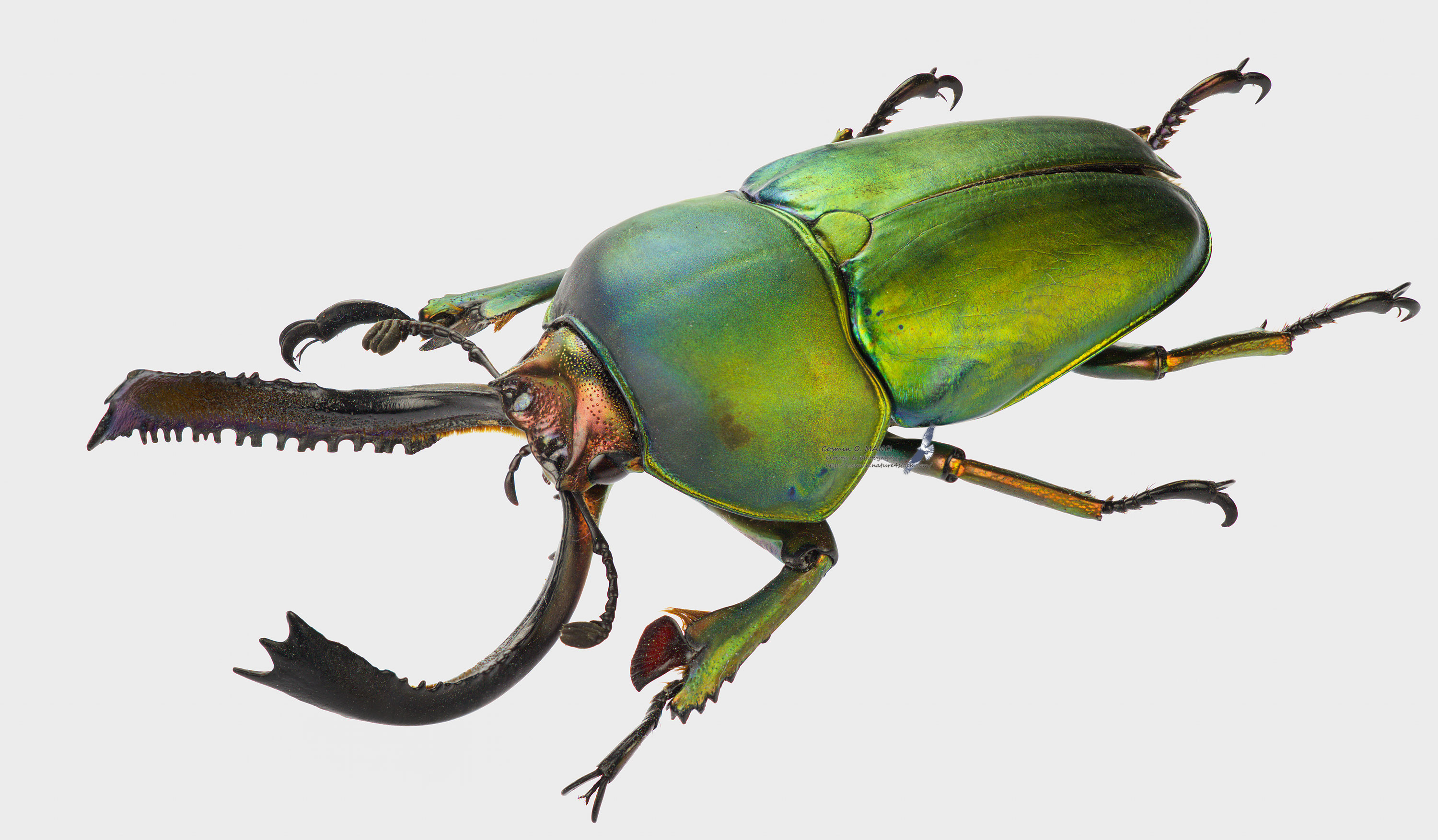 Animal Insect 3000x1753