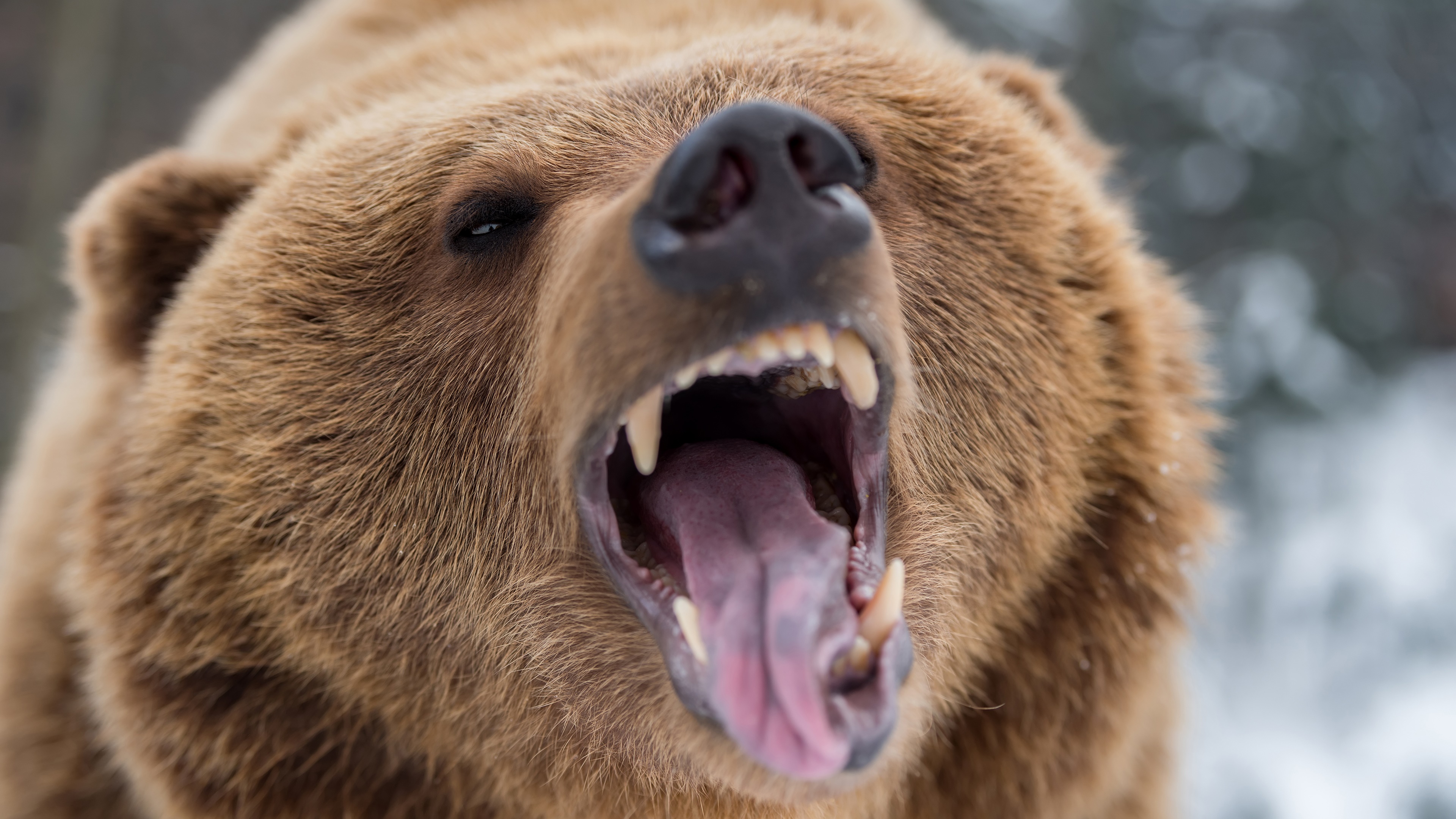 Bear Grizzly Roar 3840x2160
