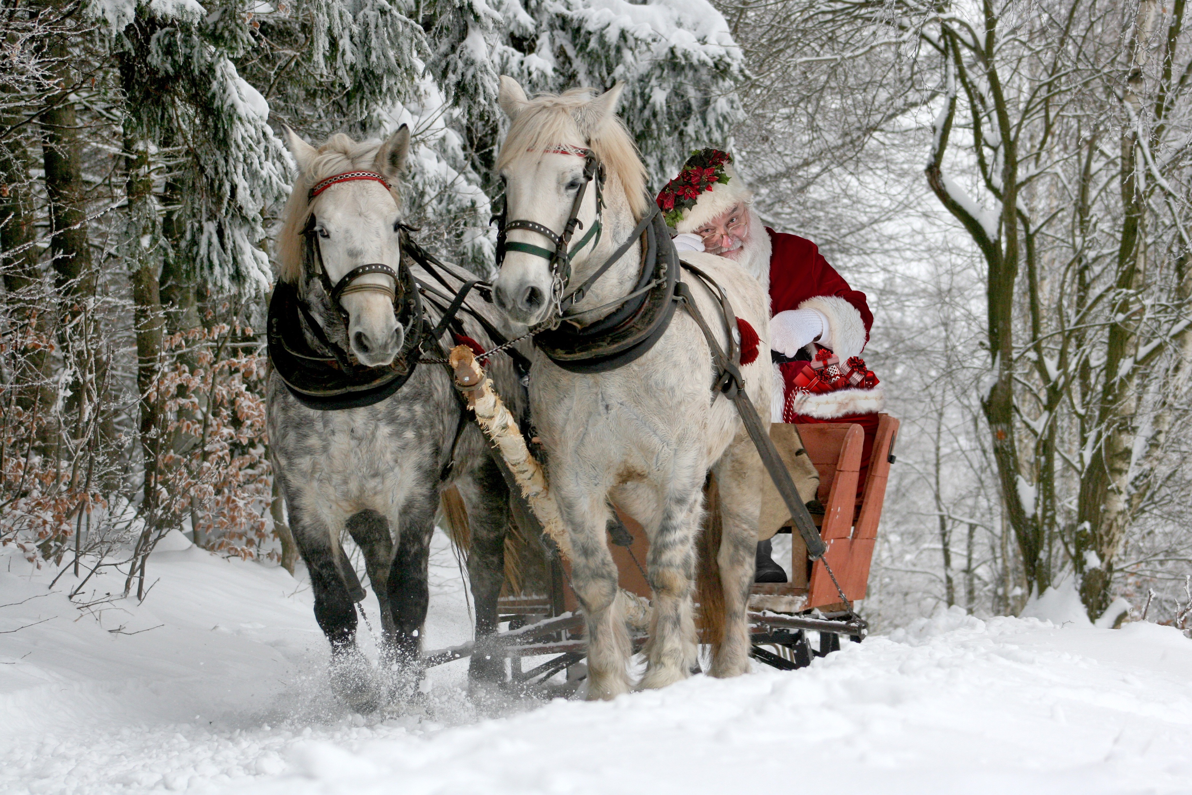 Christmas Horse Horse Drawn Vehicle Santa Winter 3888x2592