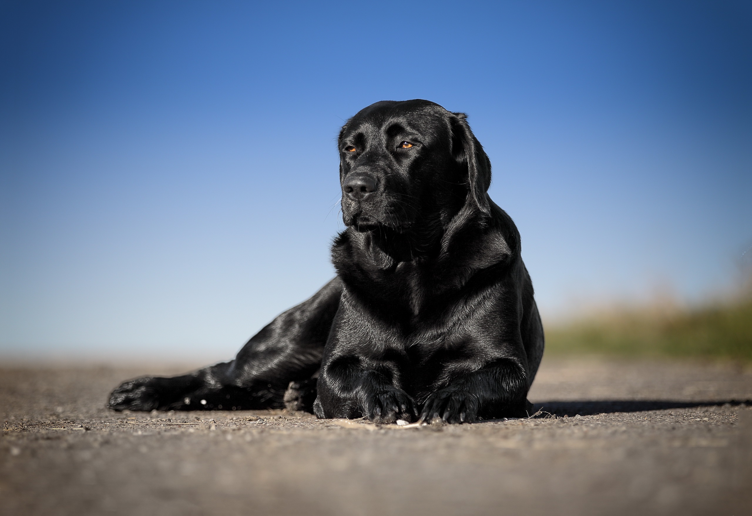 Depth Of Field Dog Labrador Retriever Pet 2560x1755