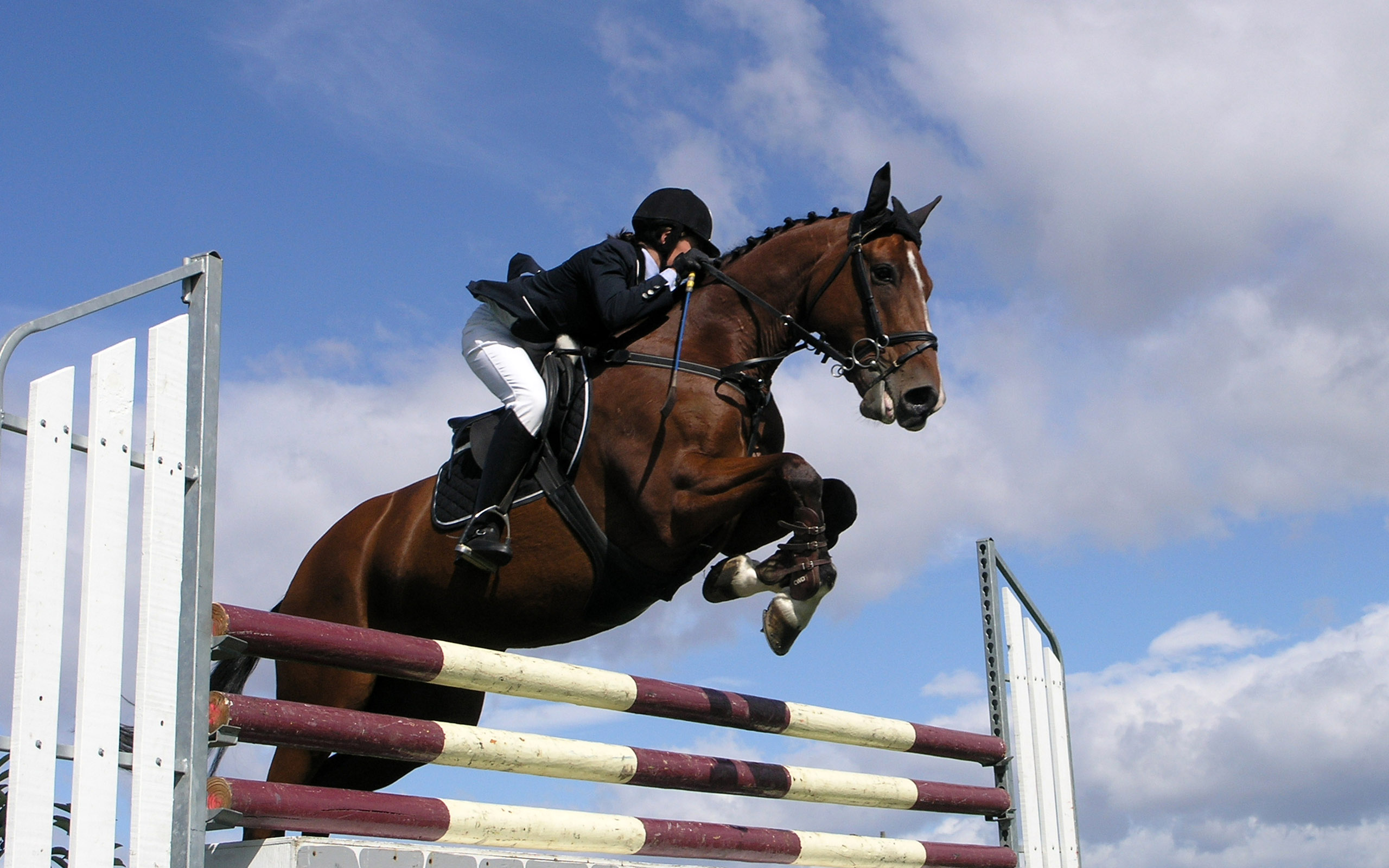 Sports Show Jumping 2560x1600