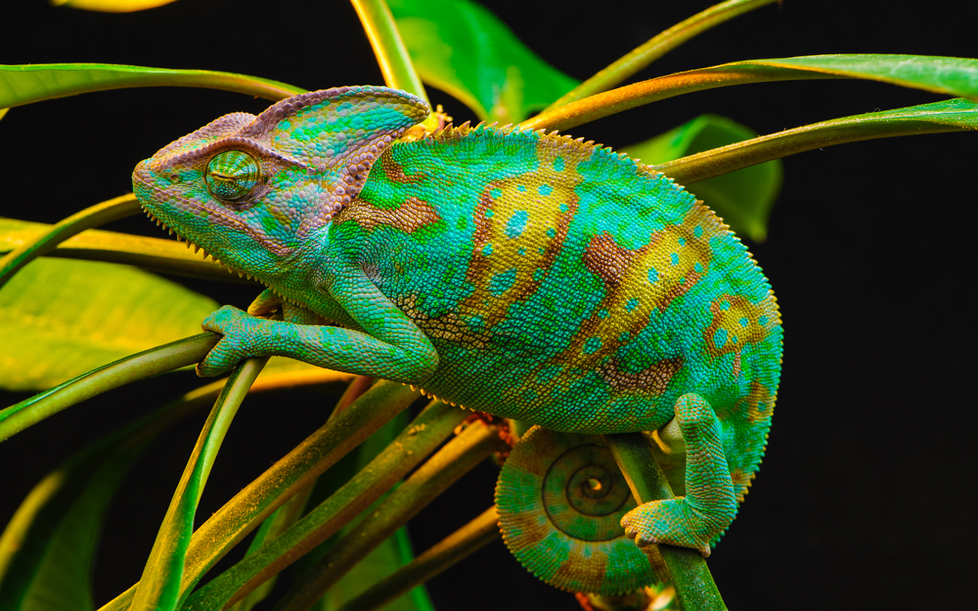 Animal Chameleon Colorful Green Lizard Plant Veiled Chameleon 1920x1200