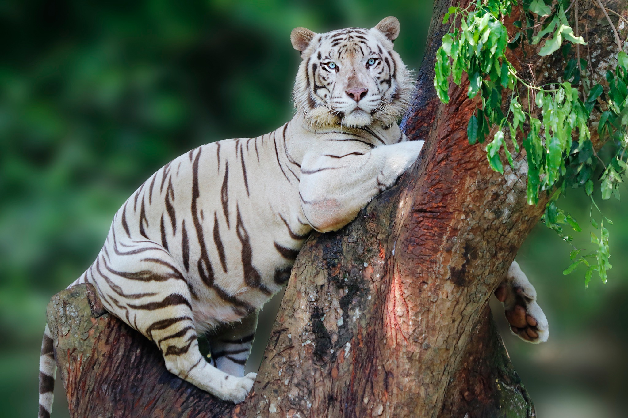 Big Cat White Tiger Wildlife Predator Animal 2048x1365