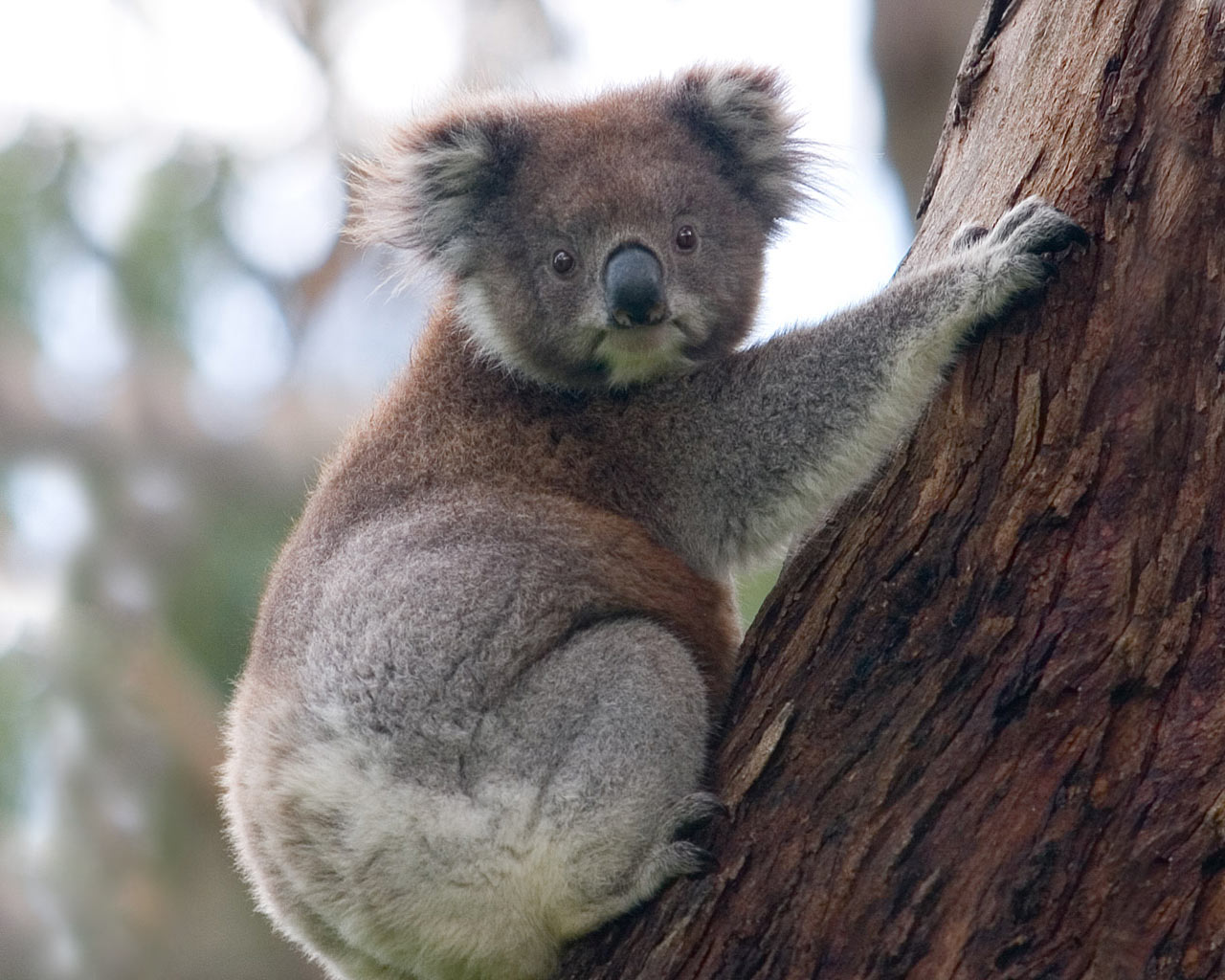 Animal Koala 1280x1024