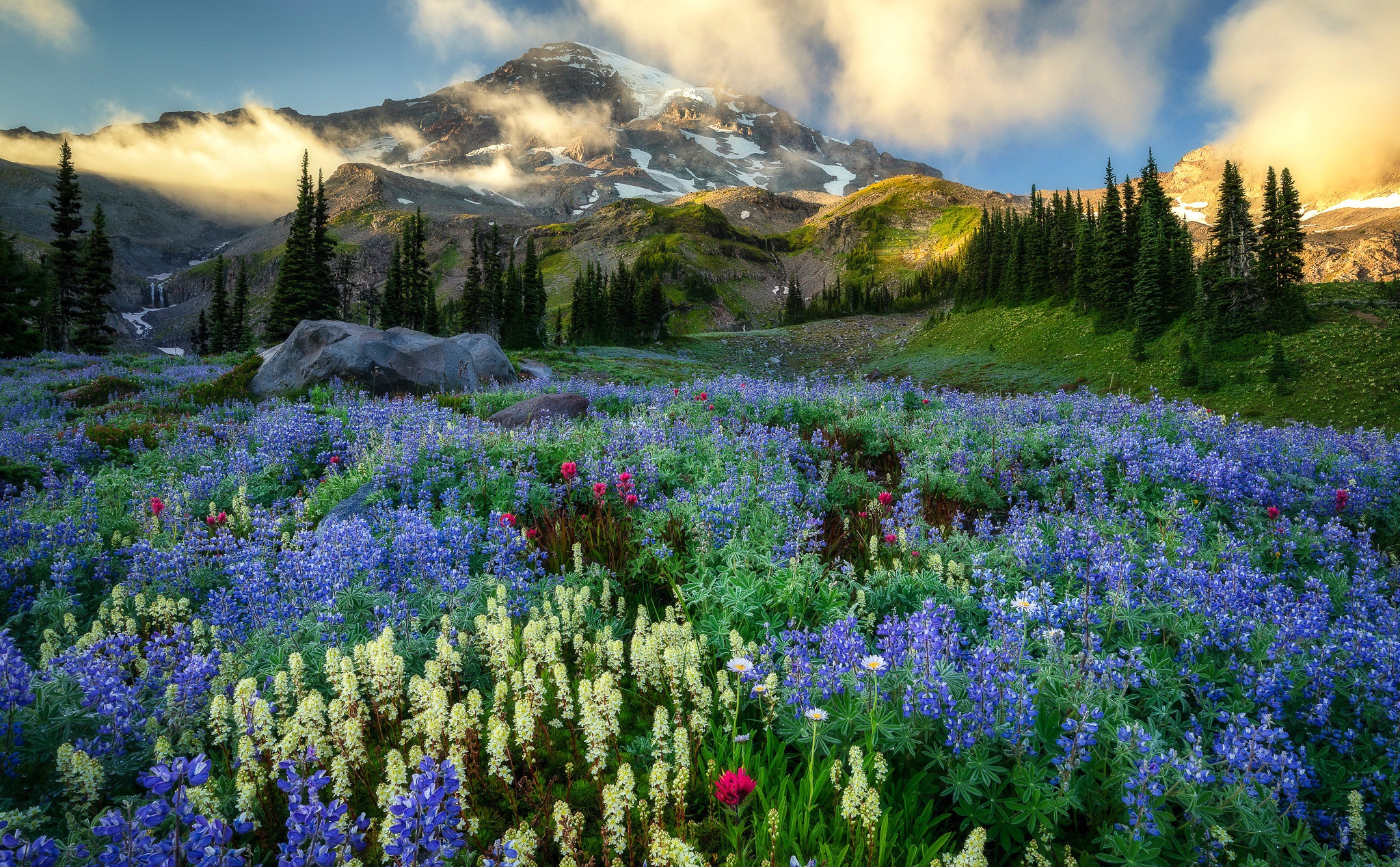 Flower Mount Rainier Mountain Nature Wildflower 2048x1268
