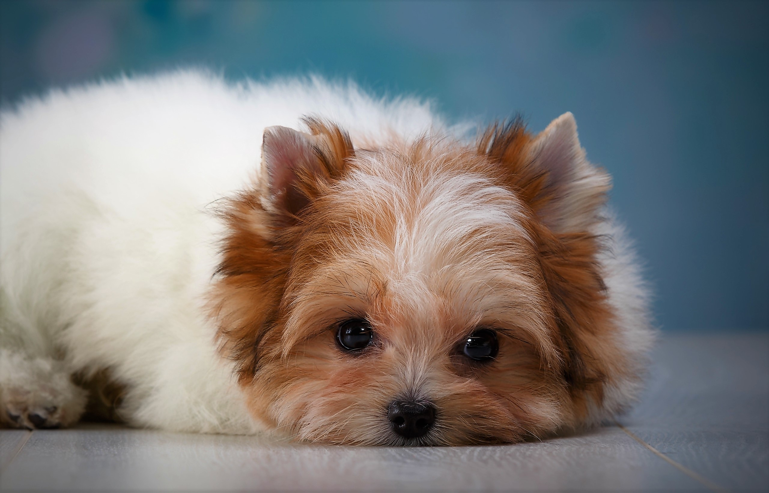 Animal Baby Animal Dog Pet Puppy Shih Tzu 2560x1641