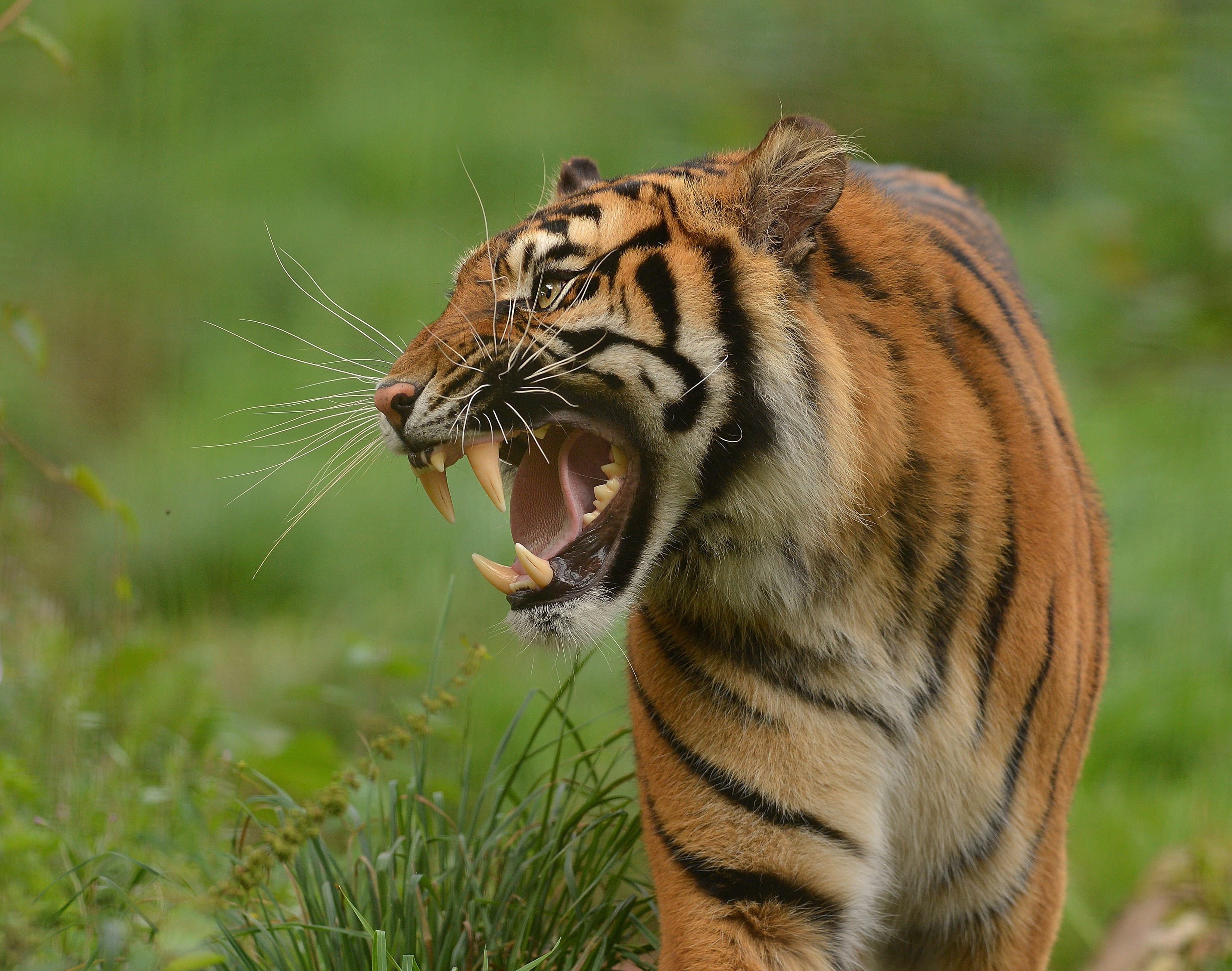 Big Cat Roar Tiger Wildlife Predator Animal 3300x2600