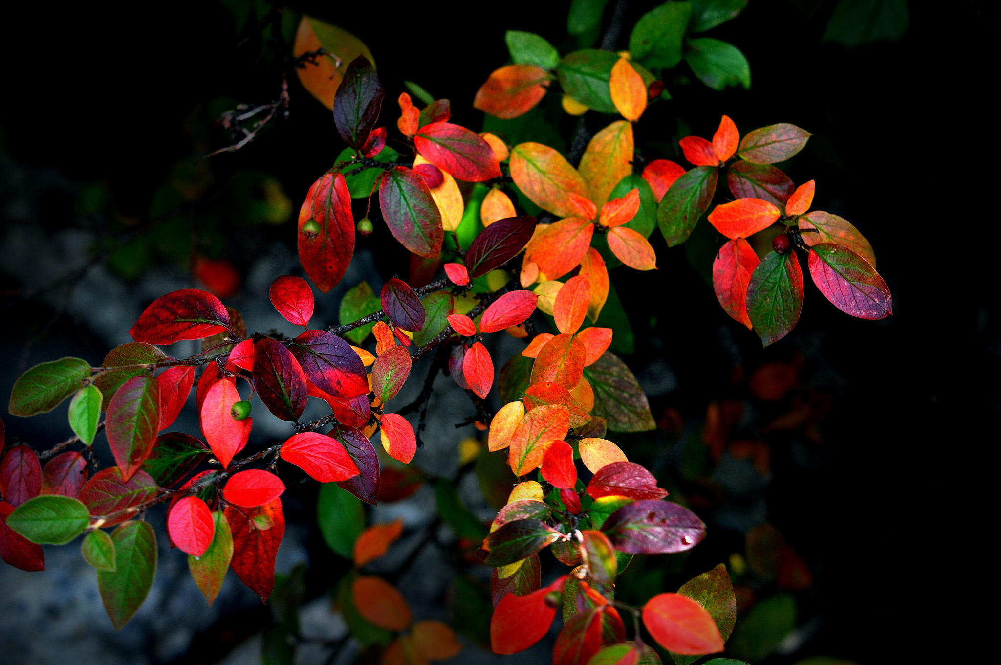 Close Up Earth Fall Foliage Green Leaf Oak Red Orange Color 2048x1360