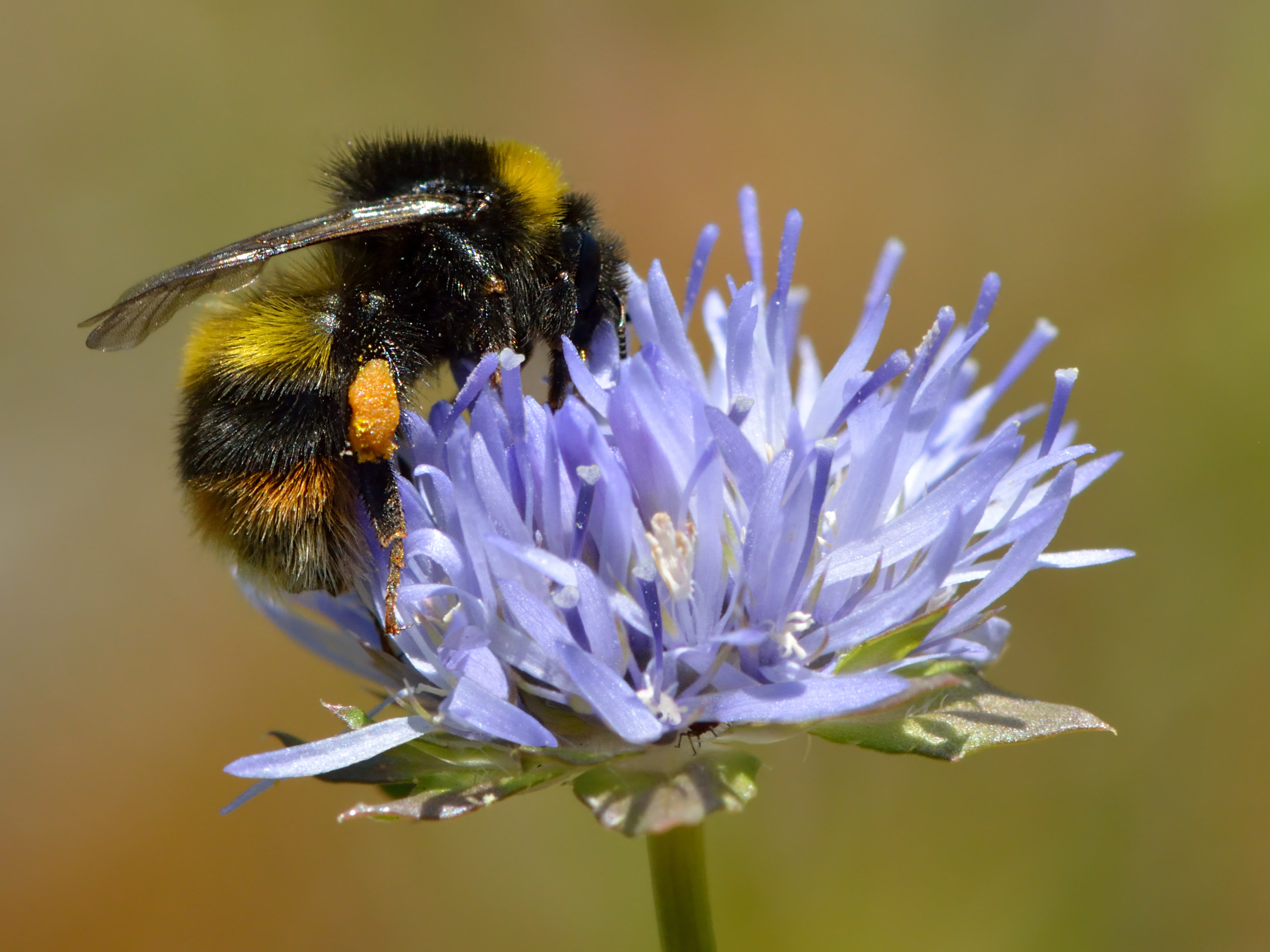 Broken Belted Bumblebee Bumblebee 2700x2025