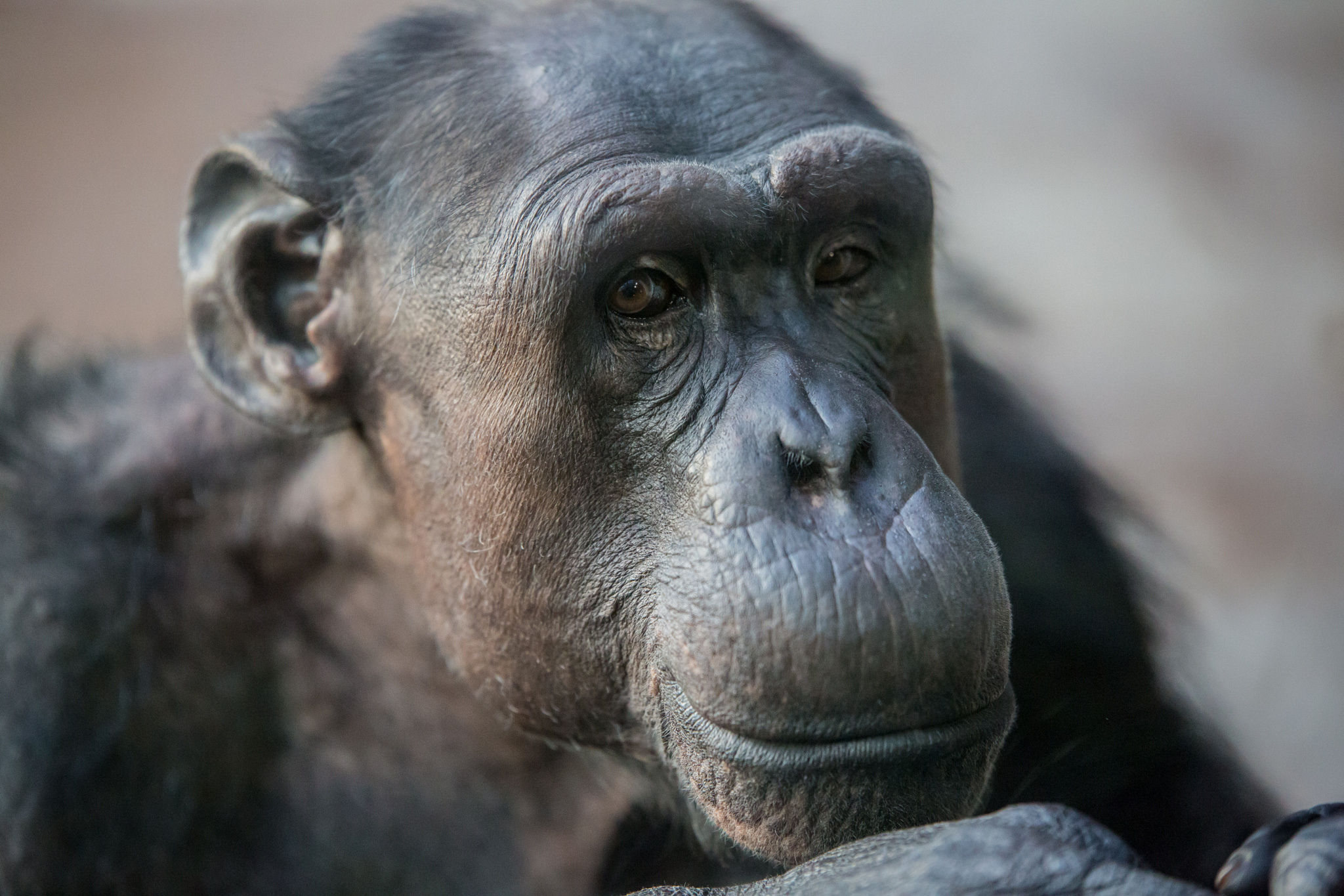 Chimpanzee Monkey 2048x1365