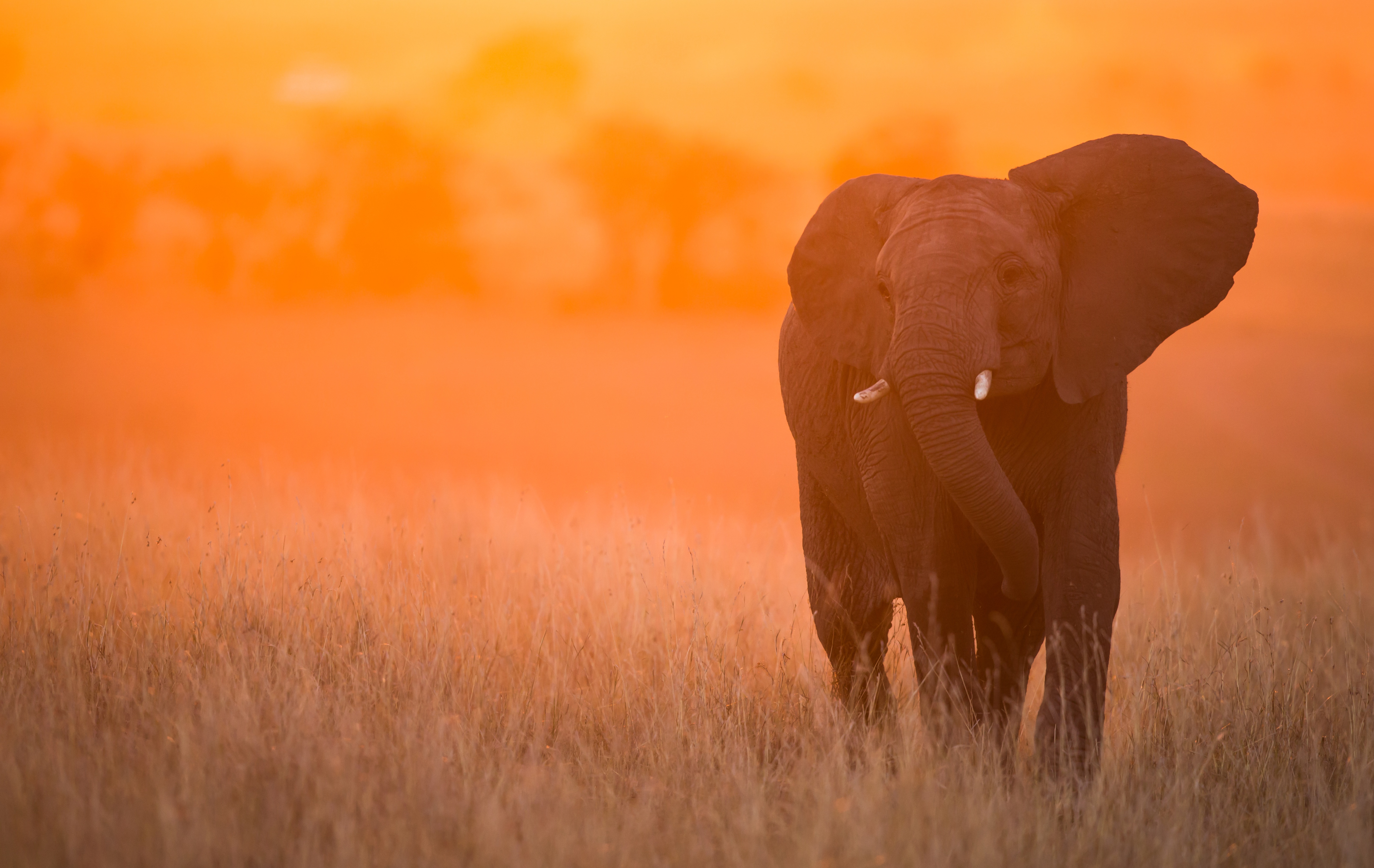 Depth Of Field Elephant Sunset Wildlife 5184x3276
