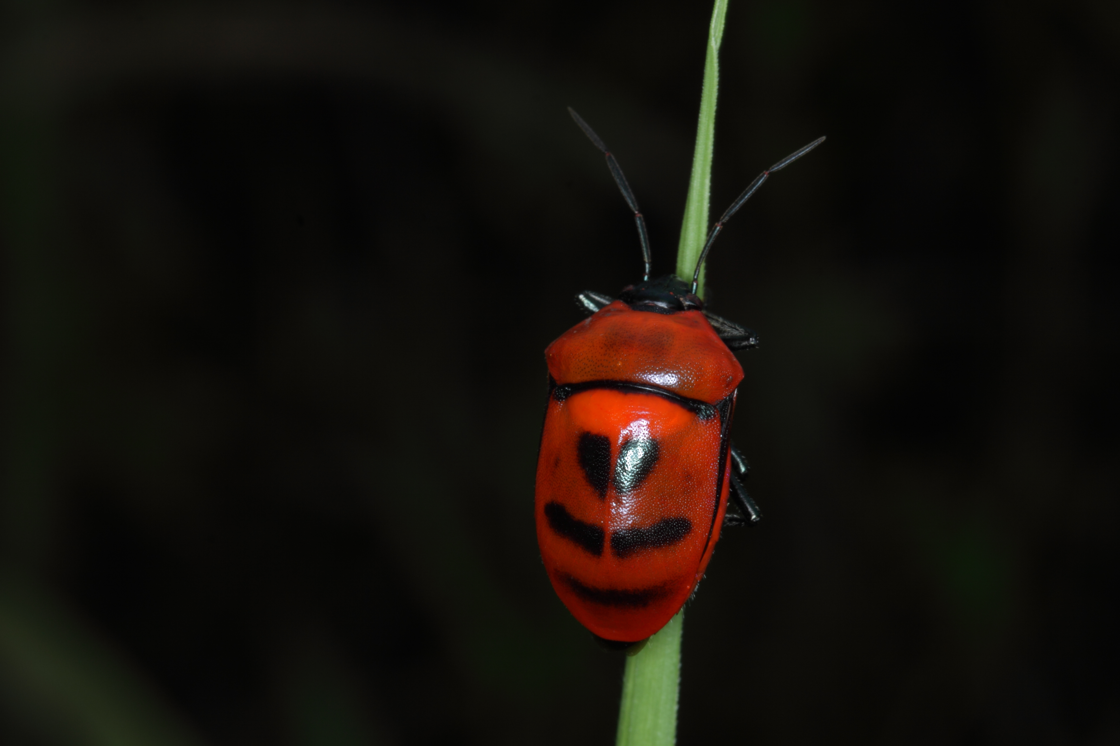 Animal Insect 4752x3168