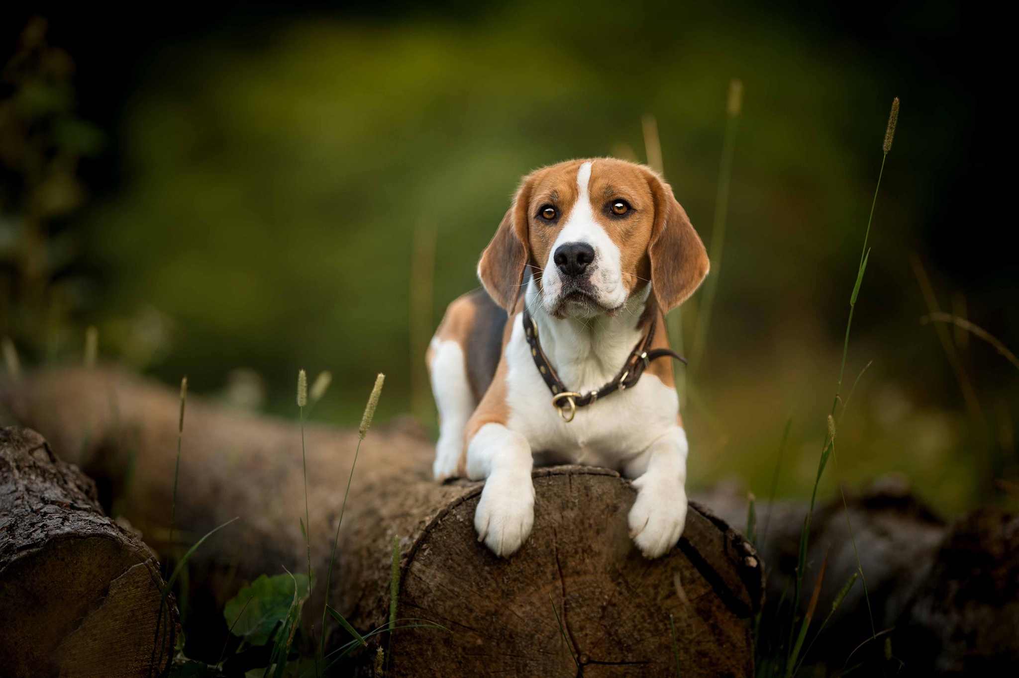 Beagle Dog Pet 2048x1364