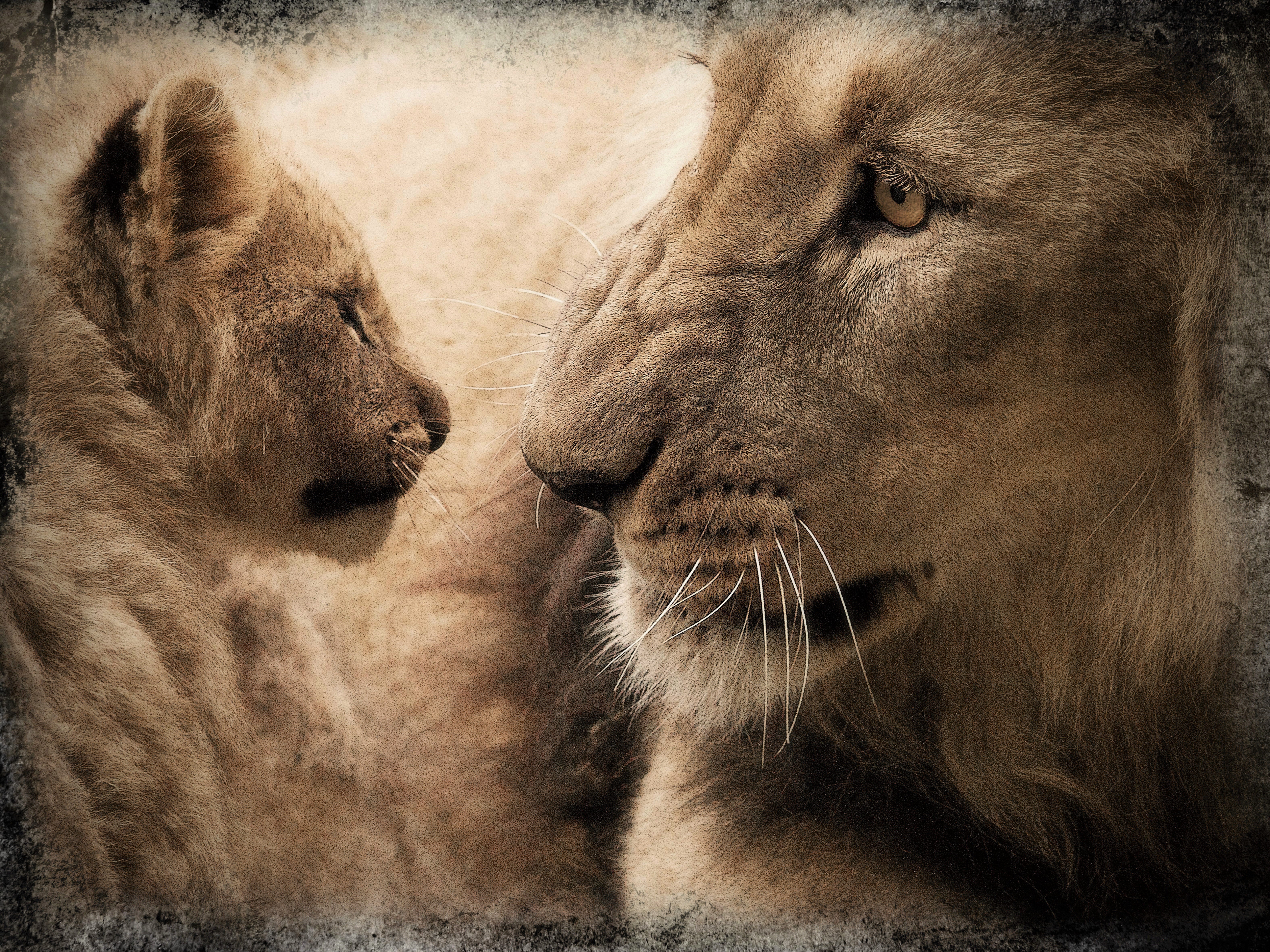 Animal Baby Animal Big Cat Cub Lion Love Wallpaper - Resolution:6299x4724 -  ID:1056586 