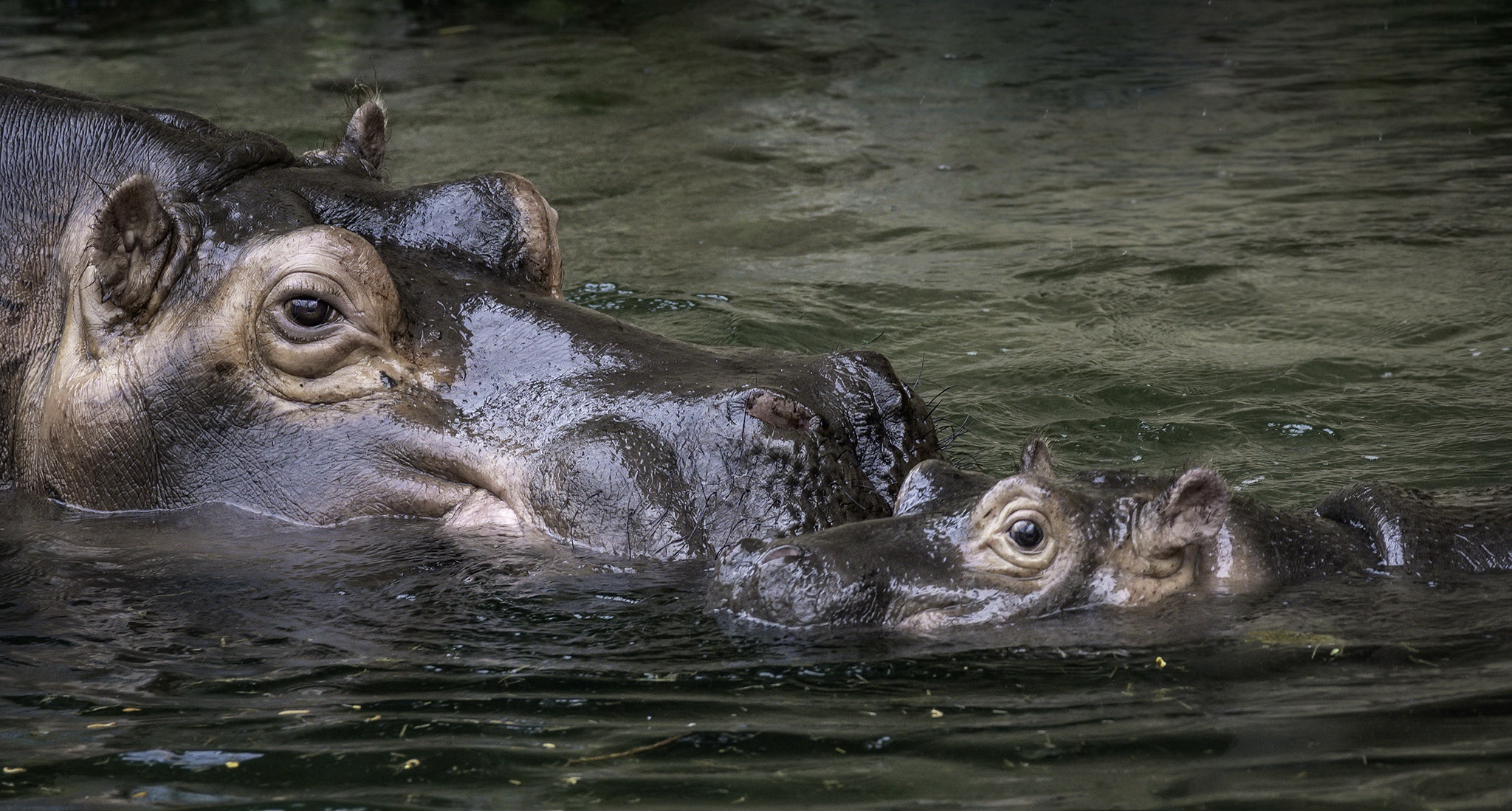 Baby Animal Hippo Wildlife 2048x1099