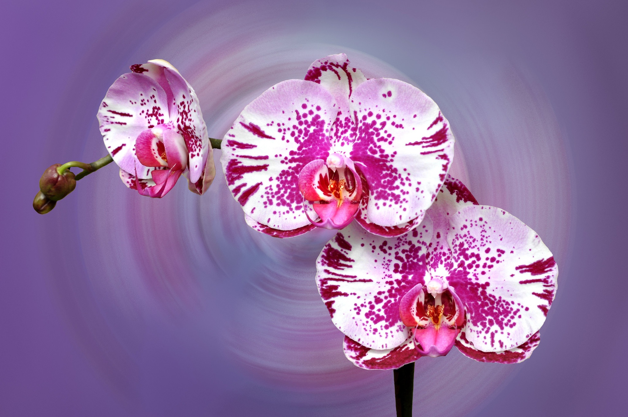 Earth Orchid 2048x1360
