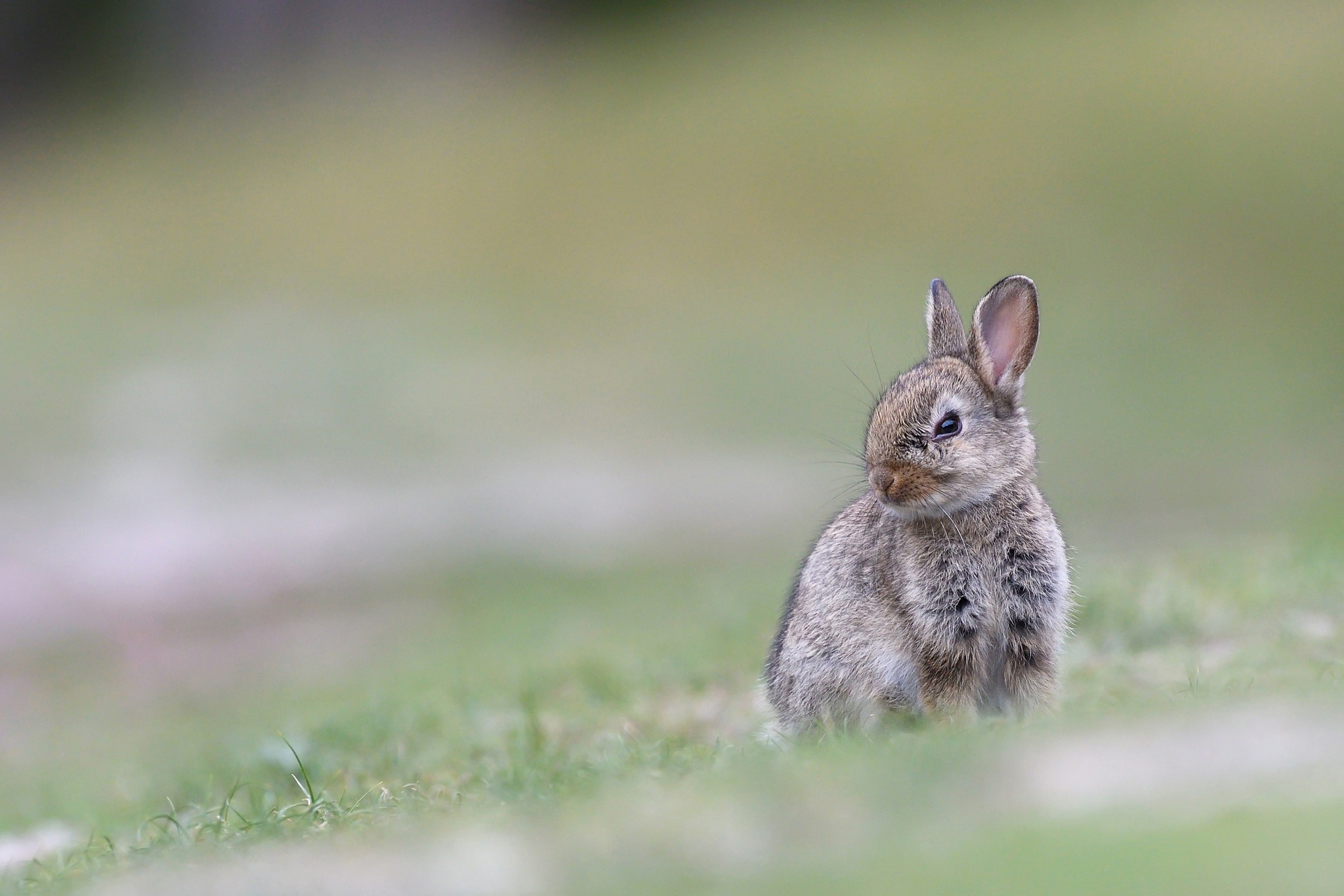 Blur Rabbit Wildlife 2048x1365