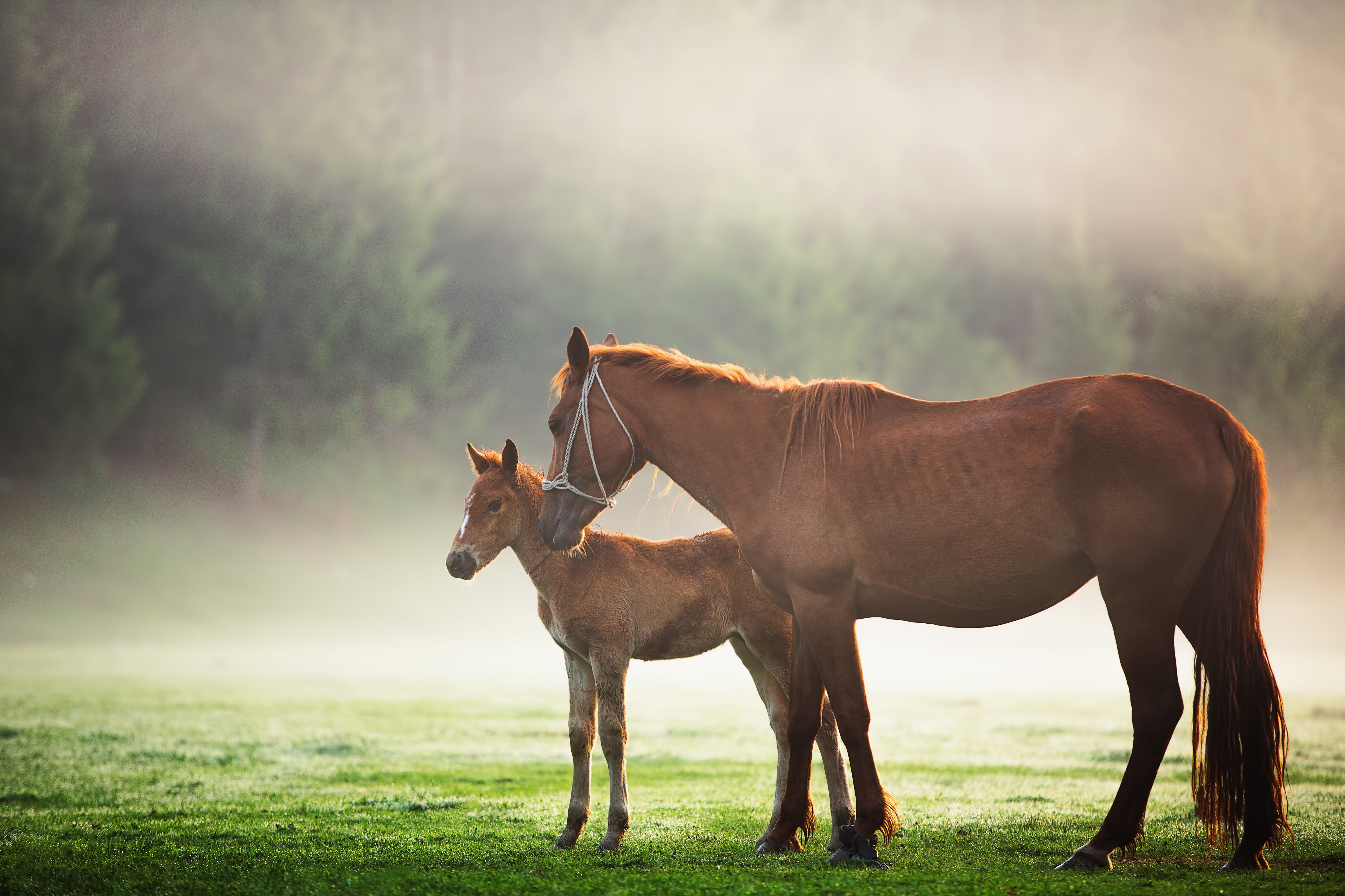 Baby Animal Foal Fog Horse 5760x3840