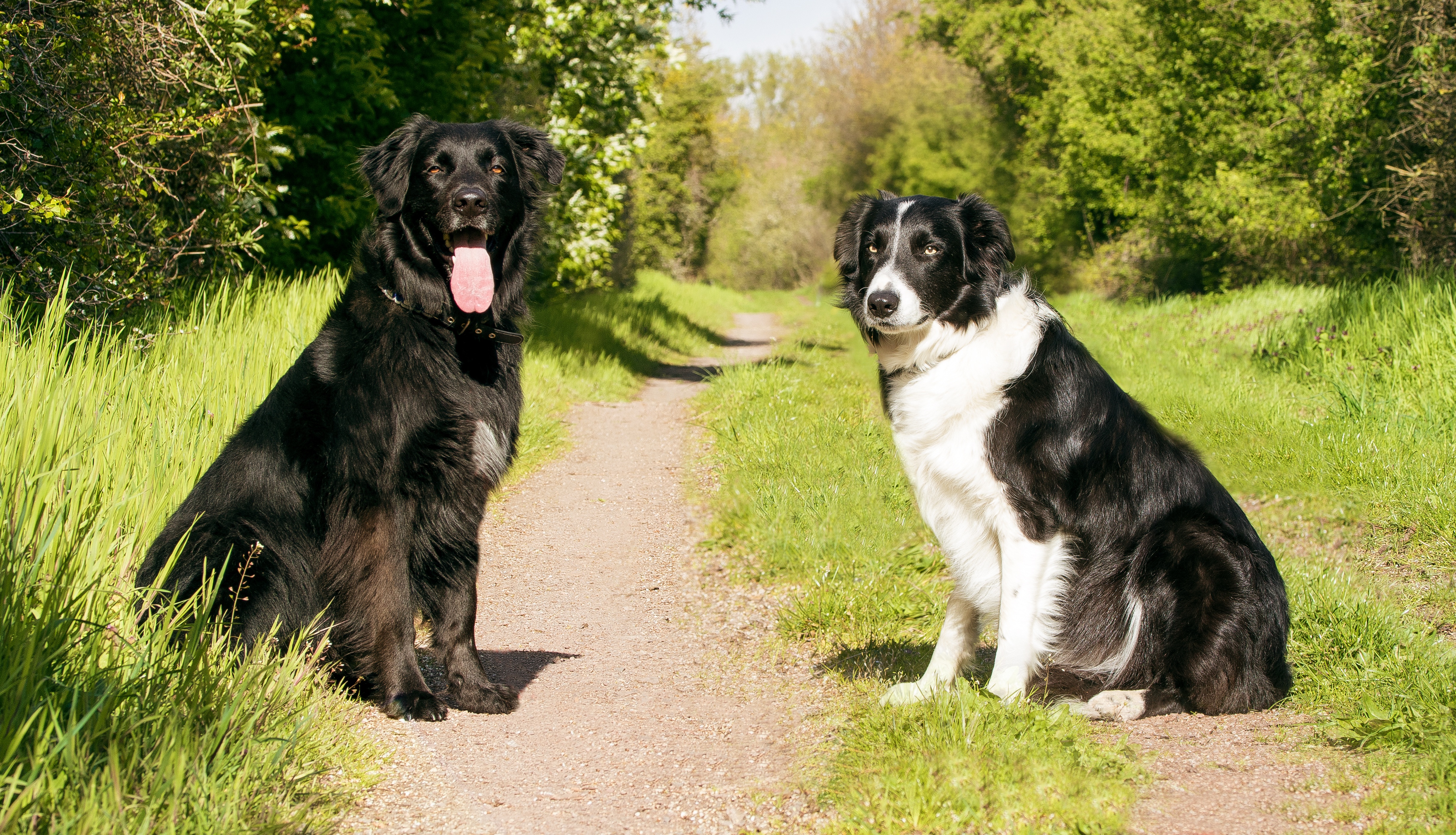 Border Collie Dog Labrador Path Pet 4833x2772