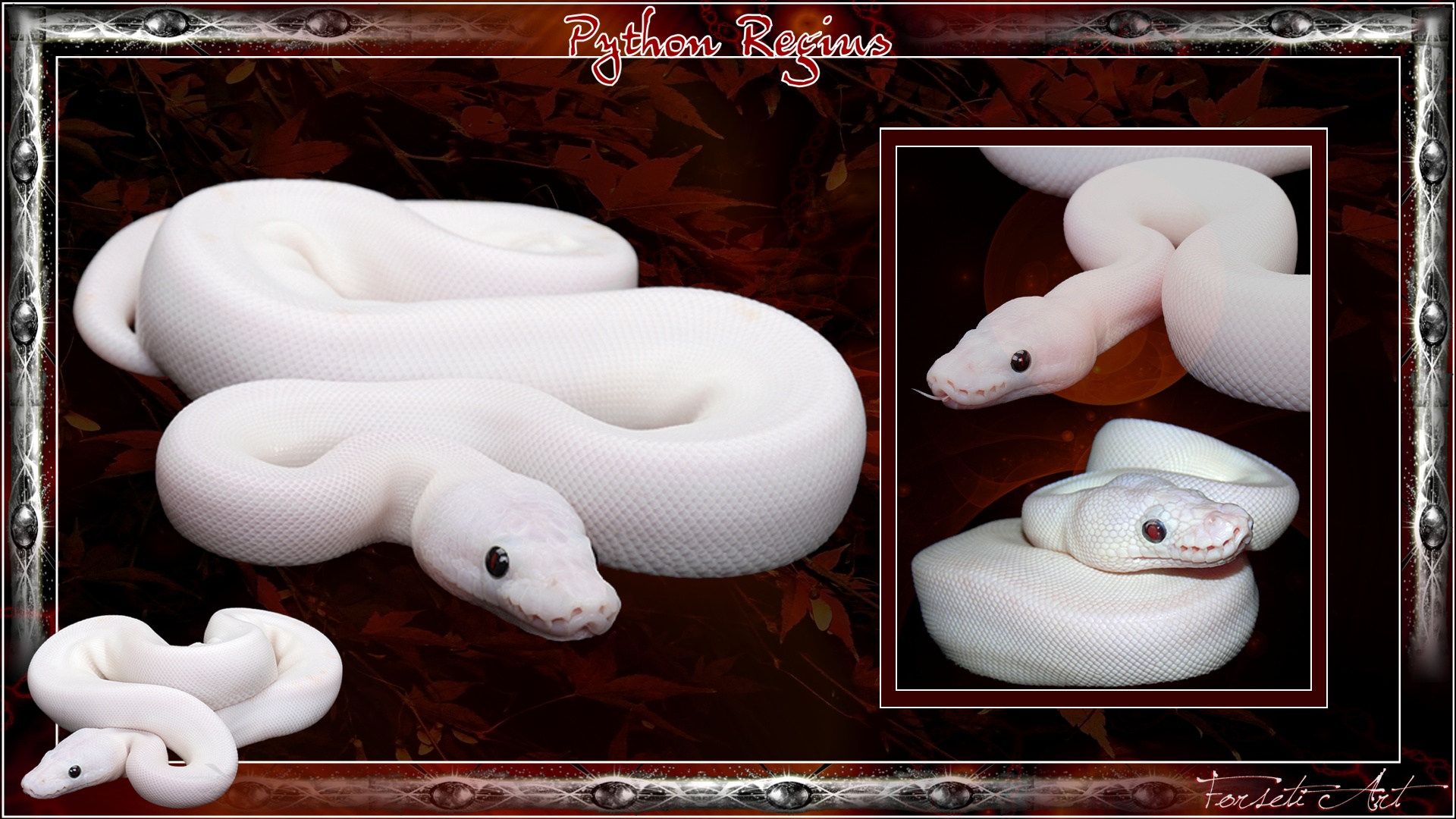 Animal Python Reptile Snake White Python 1920x1080