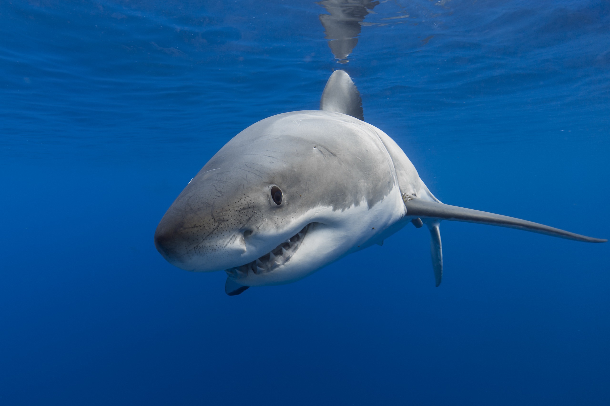 Sea Life Shark Underwater Predator Animal 2560x1707