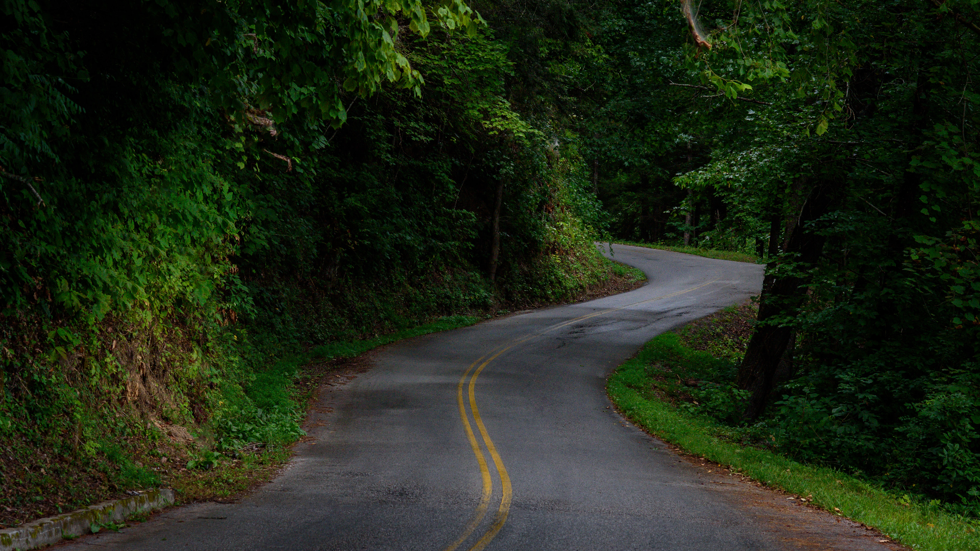Road Trees Plants Grass Forest Monsoon Tennessee USA 1920x1080
