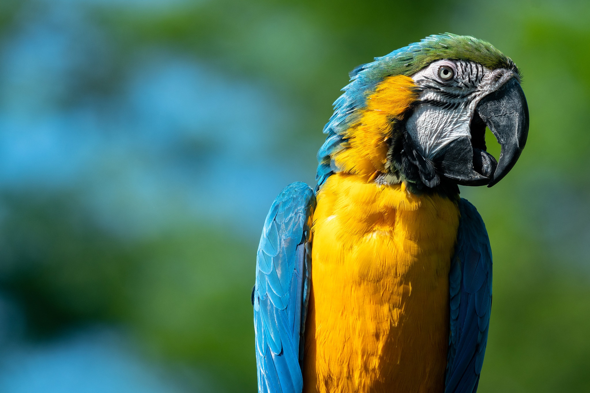 Bird Blue And Yellow Macaw Parrot Wildlife 2048x1365