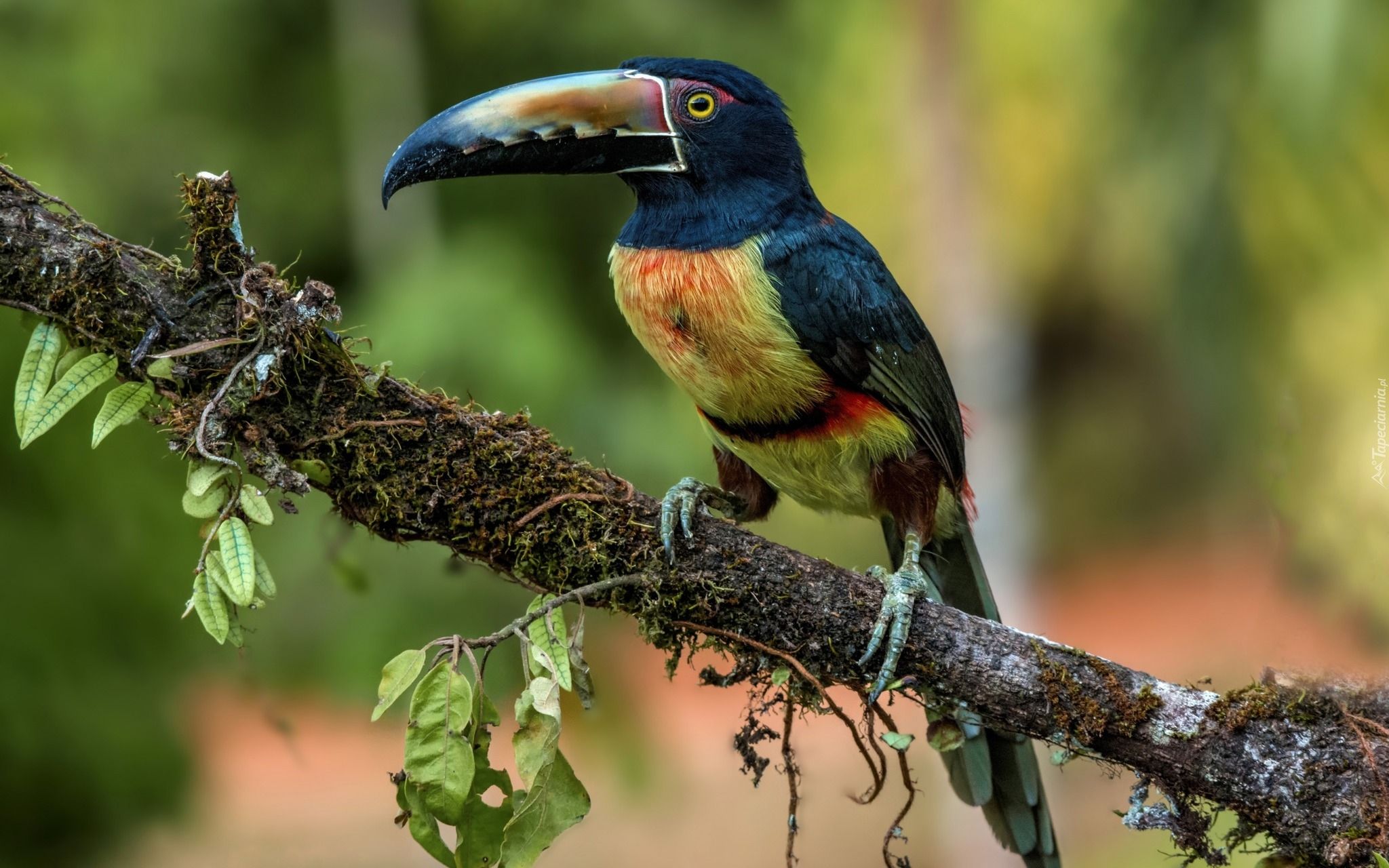 Bird Collared Aracari Toucan 2048x1280