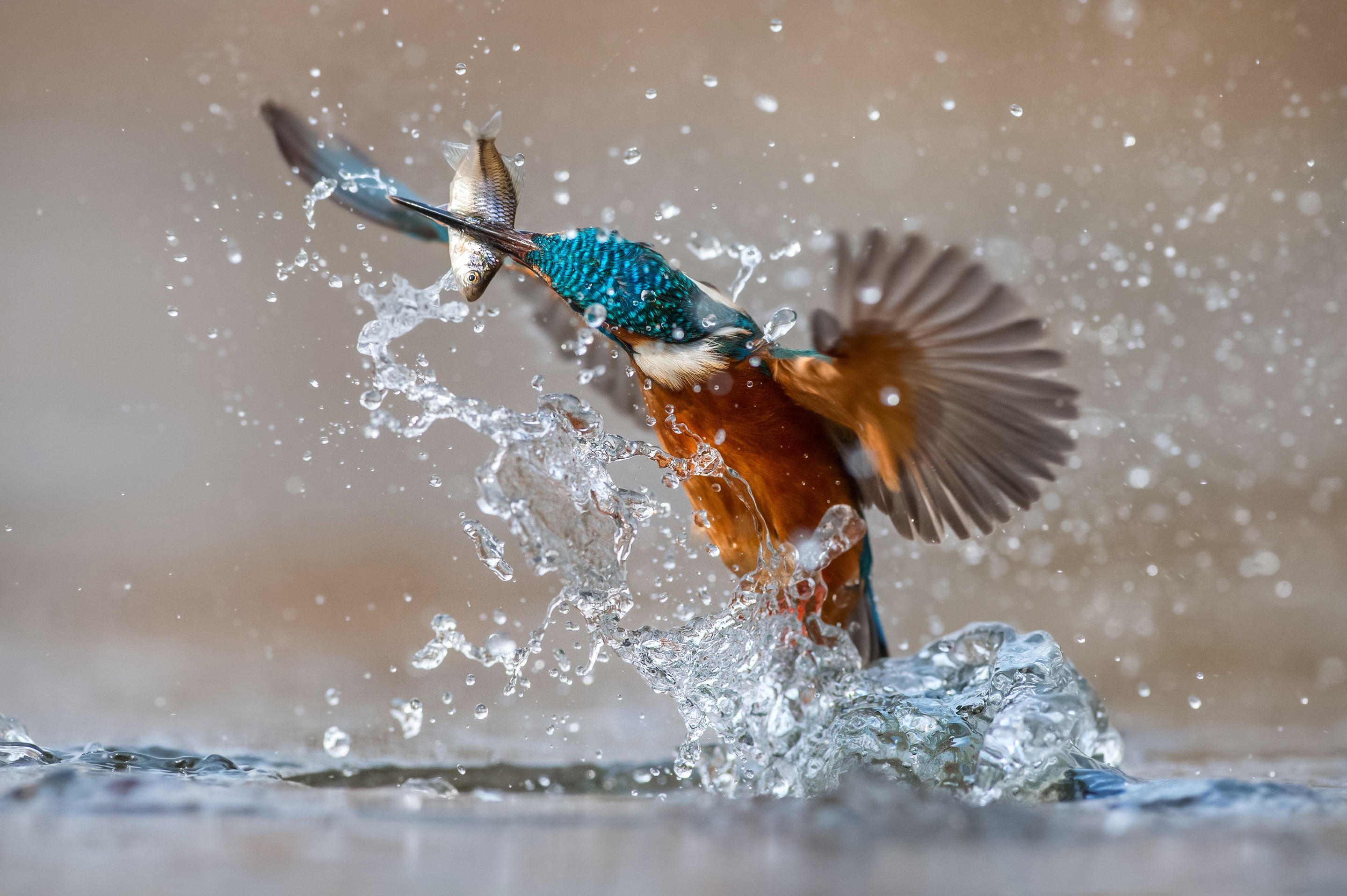 Bird Kingfisher Splash Water Wildlife 2880x1916