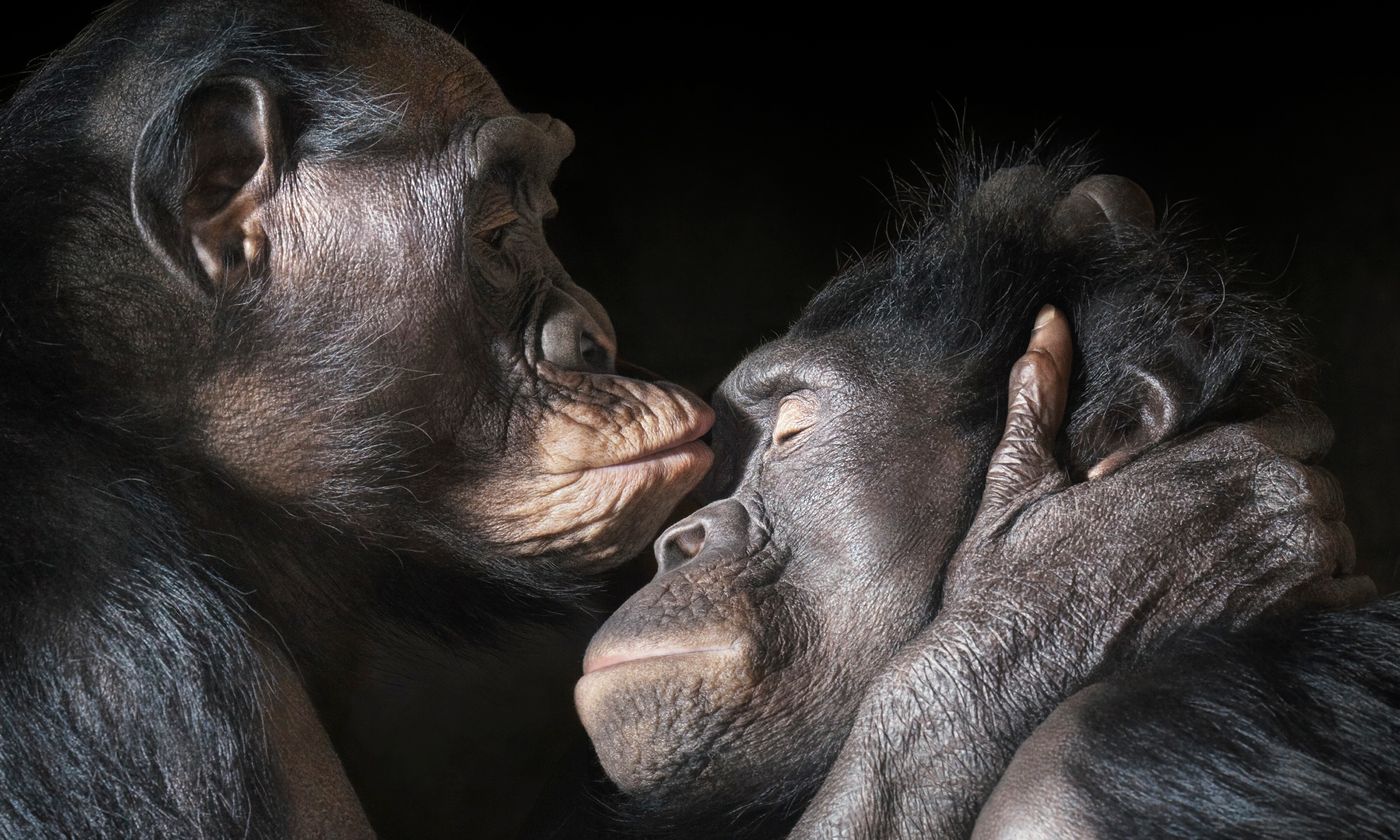 Animal Chimpanzee Cute Hug Love 3278x1968
