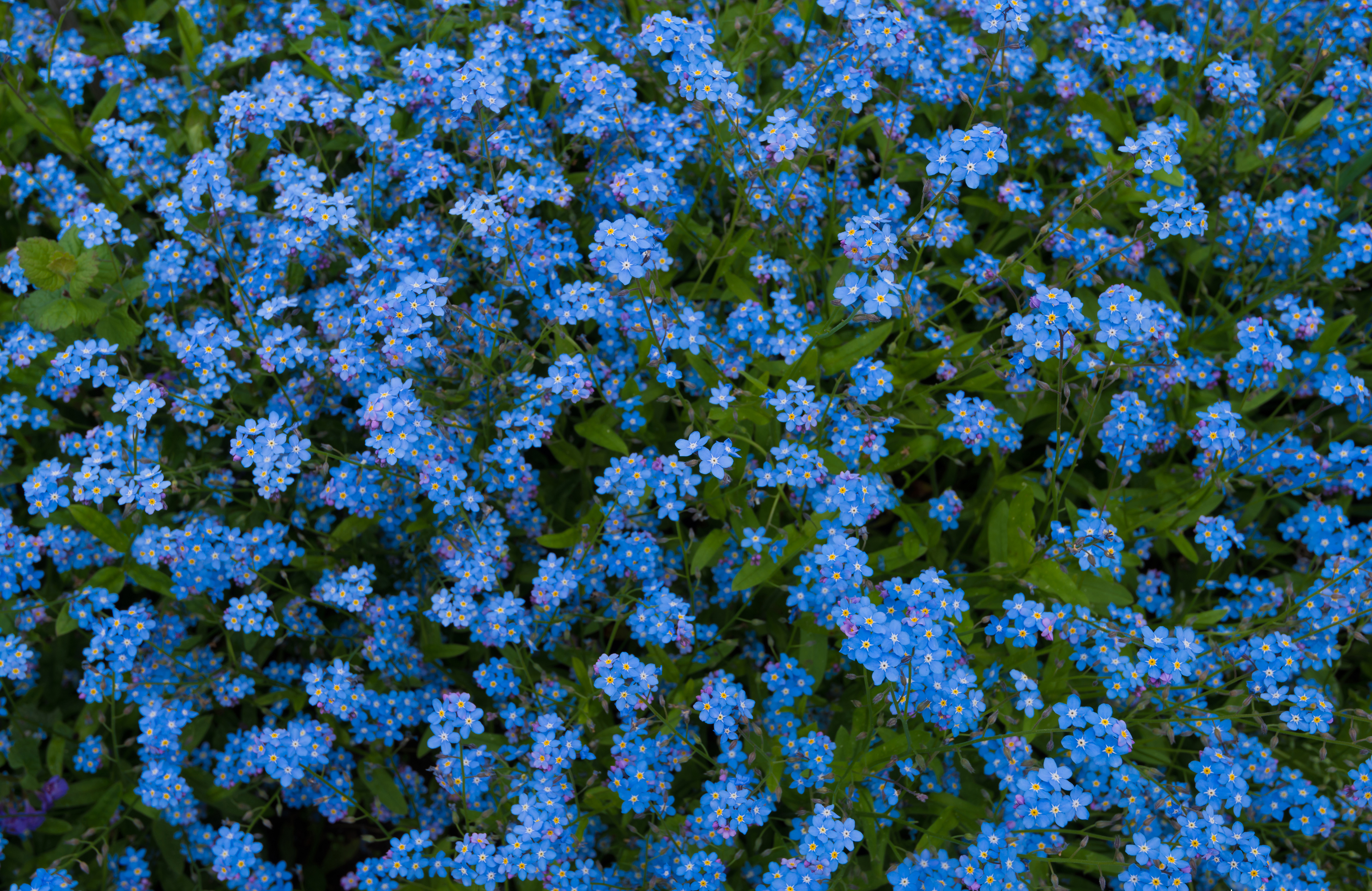Blue Flower Flower Forget Me Not Nature 4000x2600