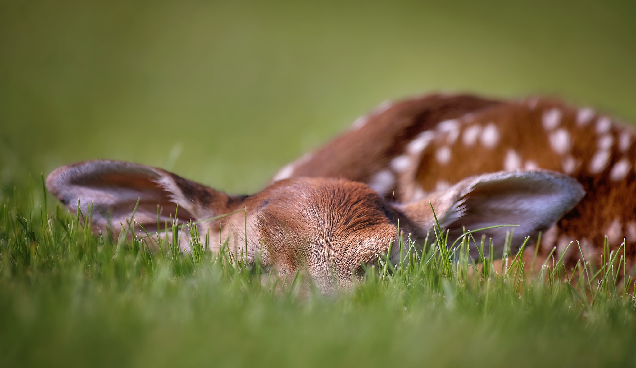 Baby Animal Deer Fawn Grass Wildlife 2048x1184