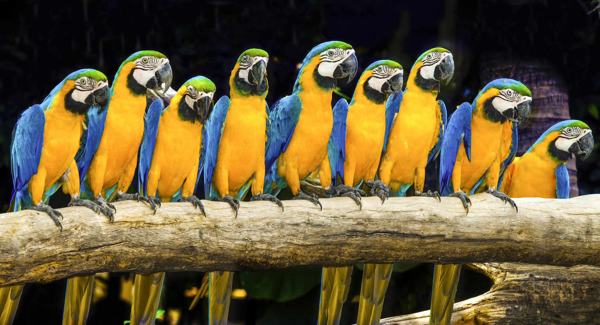 Bird Blue And Yellow Macaw Macaw 2048x1112