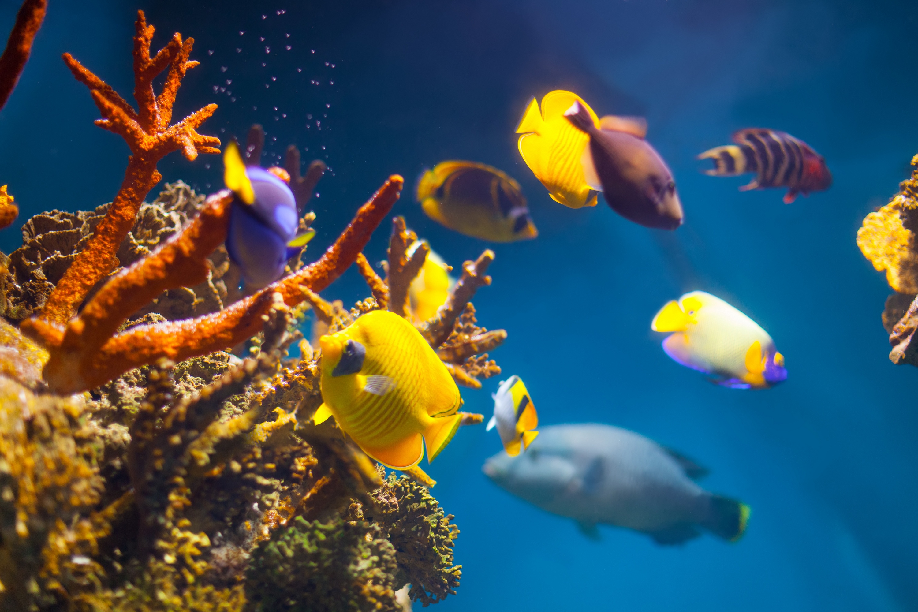 Coral Fish Sea Life Underwater 3000x2000