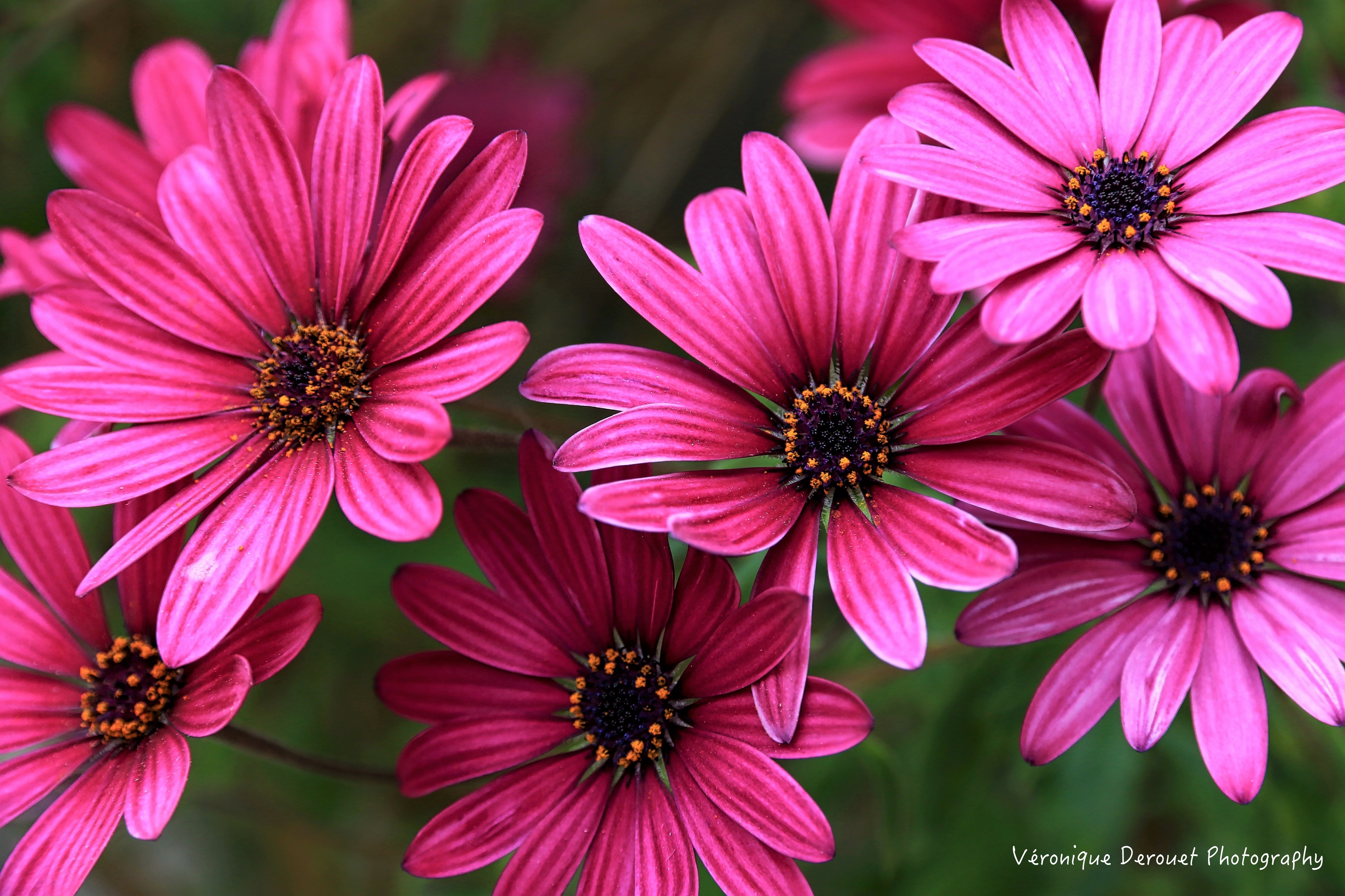 Daisy Earth Flower Pink Flower 5472x3648